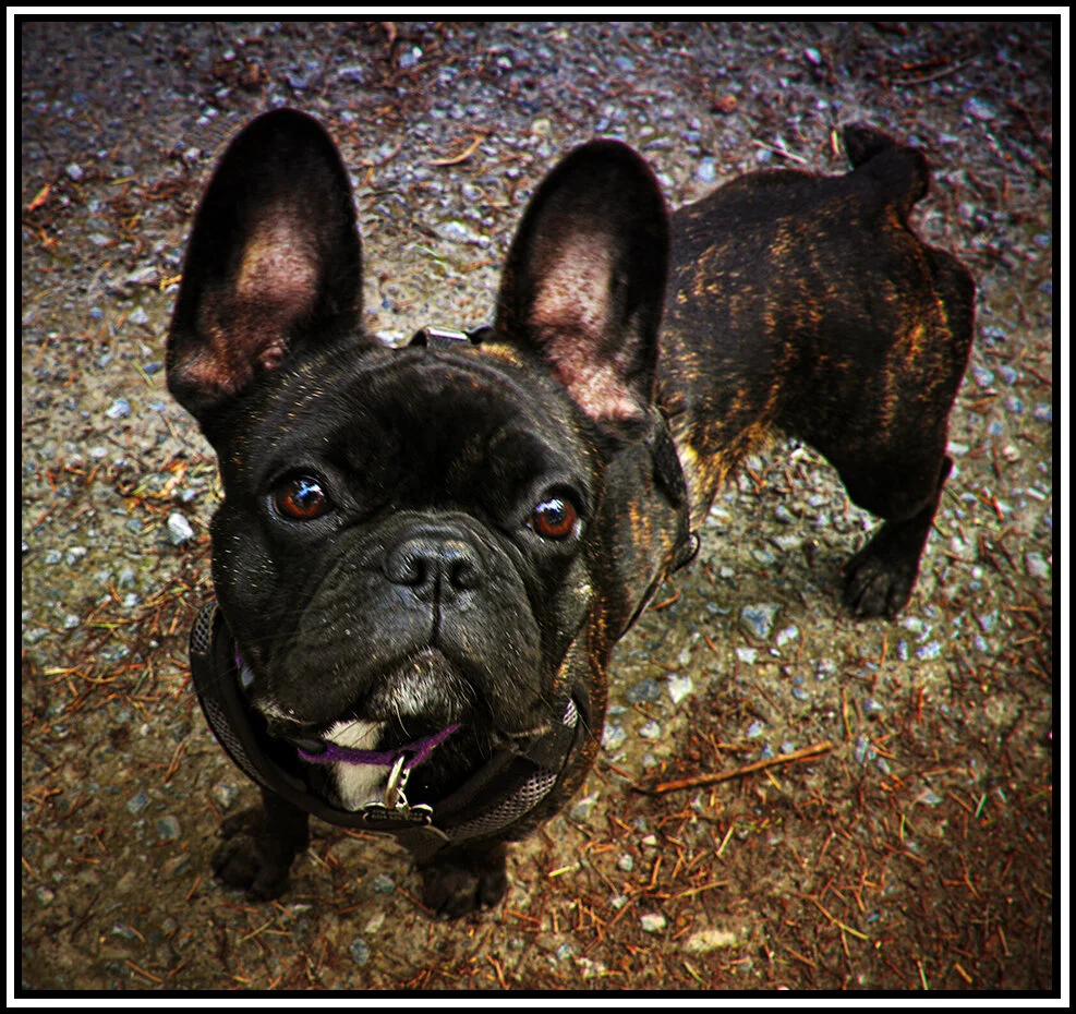Barry at Queen's Pk_Apr 9_2018_HDR_C2246_peIntnsunst_4x6s.jpg