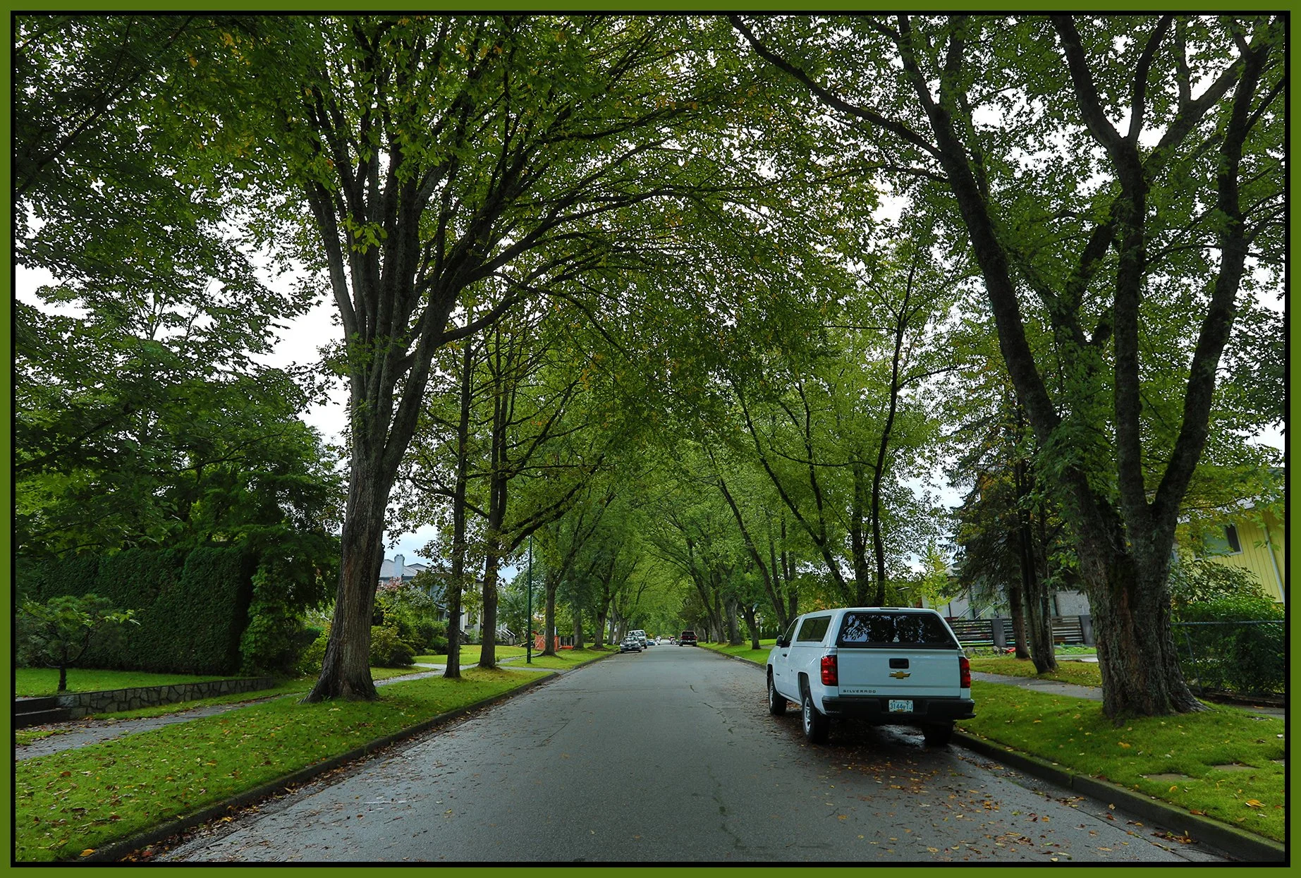3400 E 48th Trees Vancouver_Sep 18_2019_HDR_F3946_4x6s.jpg