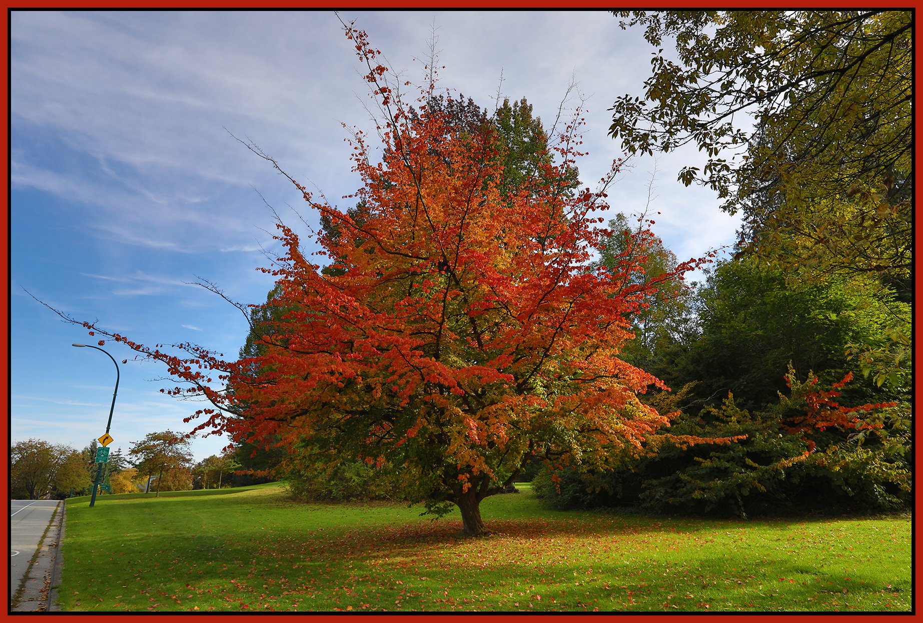 Queen E. Park Tree_Oct 13_2024_HDR_5E2822_4x6s.jpg