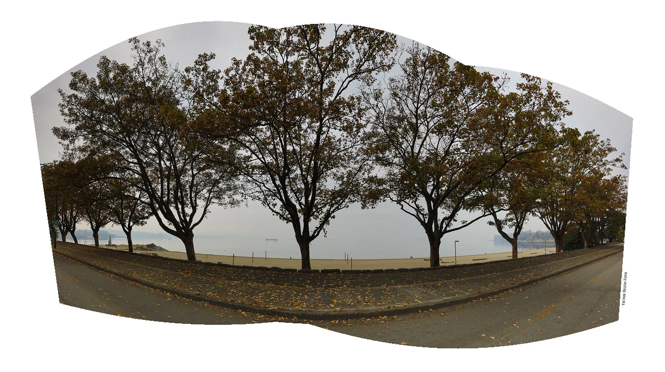 English Bay Trees_Oct 20_2022_HDR_Pan_5C4202-4x7.jpg