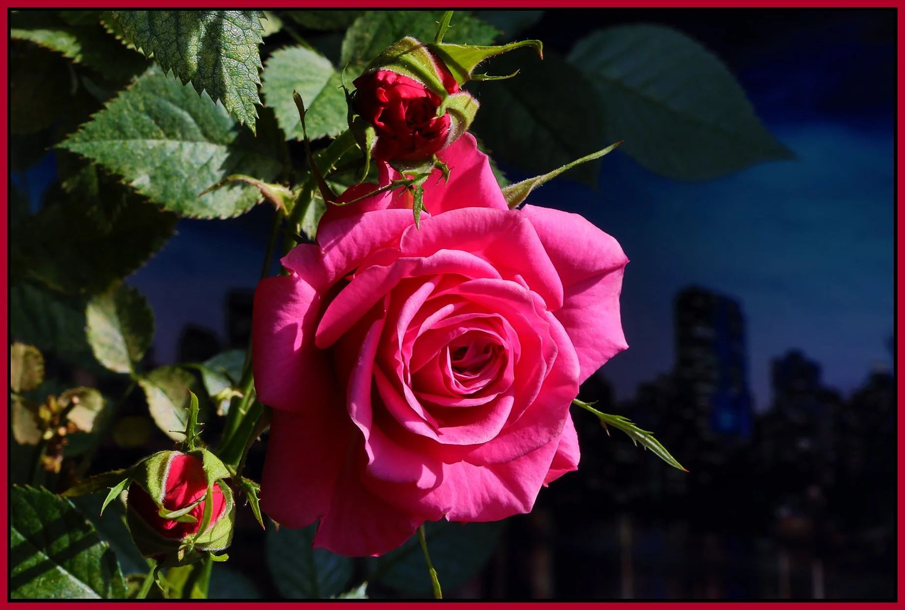 Flowers Roses_Apr 17_2022_HDR_4G8301_4x6s.jpg