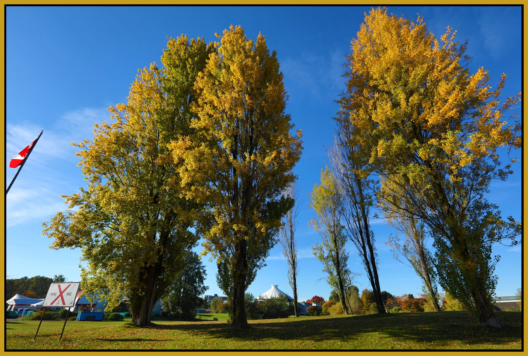 Vanier Pk Trees_Oct 13_2016_HDR_A2506_4x6s.jpg