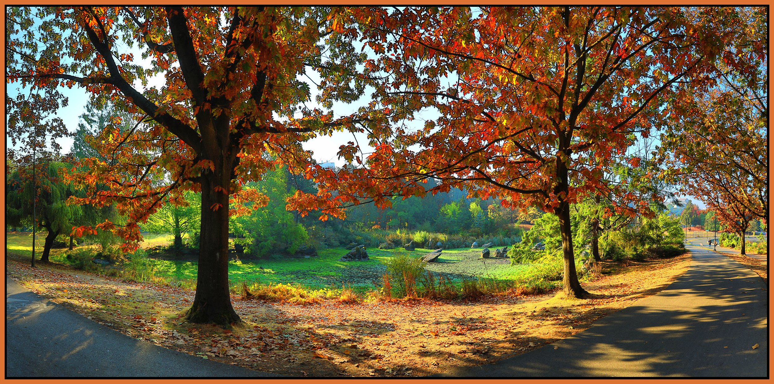 Charleson Pk Trees_Oct 19_2022_HDR_Pan_5C3946_1_peWater_4x8s.jpg