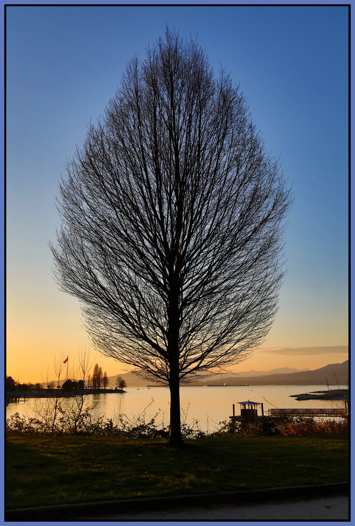 English Bay Tree_Mar 28_2013_HDR_A0645_4x6s.jpg