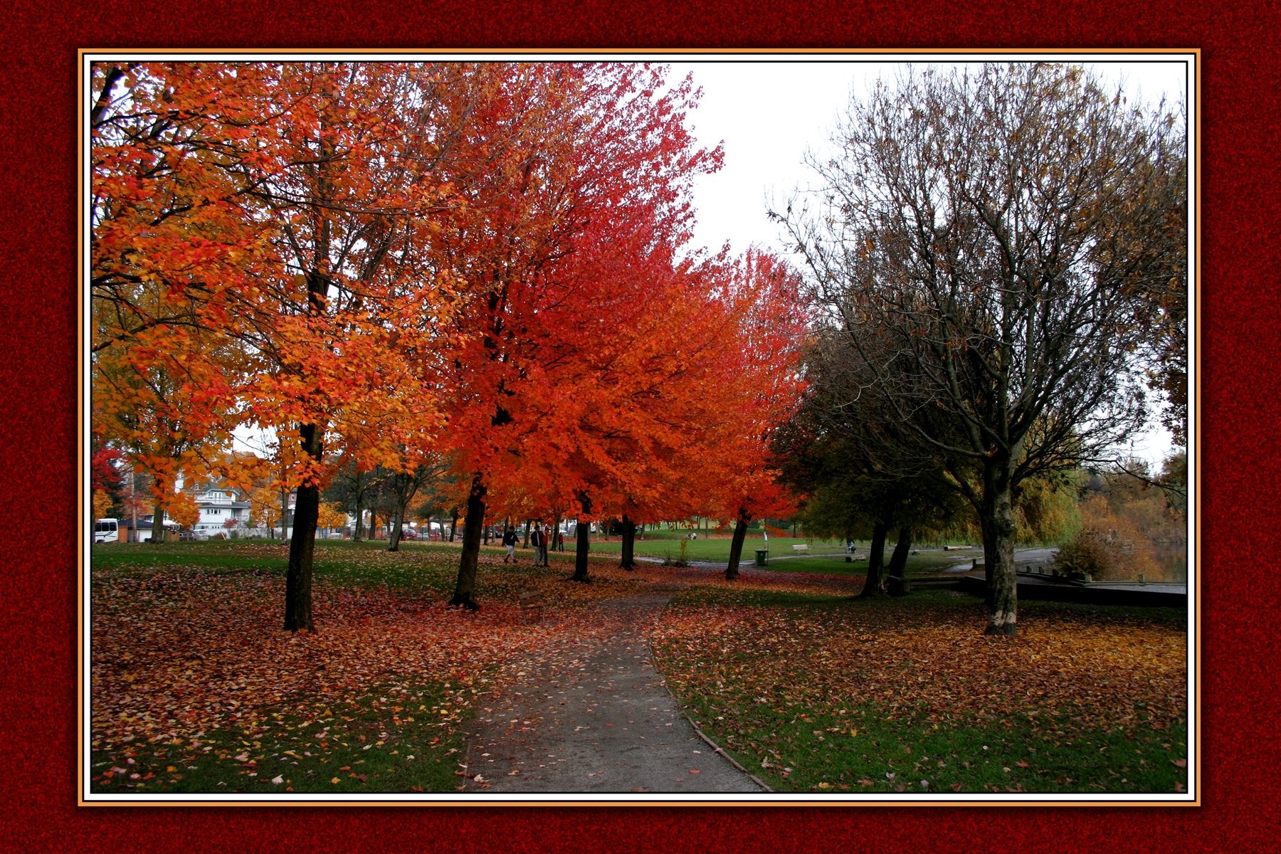Trout Lake Trees_0498_1_4x6.jpg