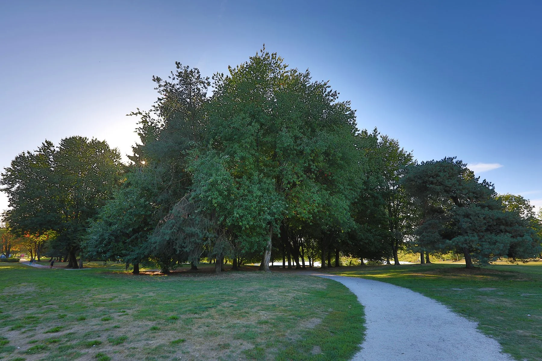 Trout Lake Trees_Sep 17_2023_HDR_5C6246_4x6.jpg
