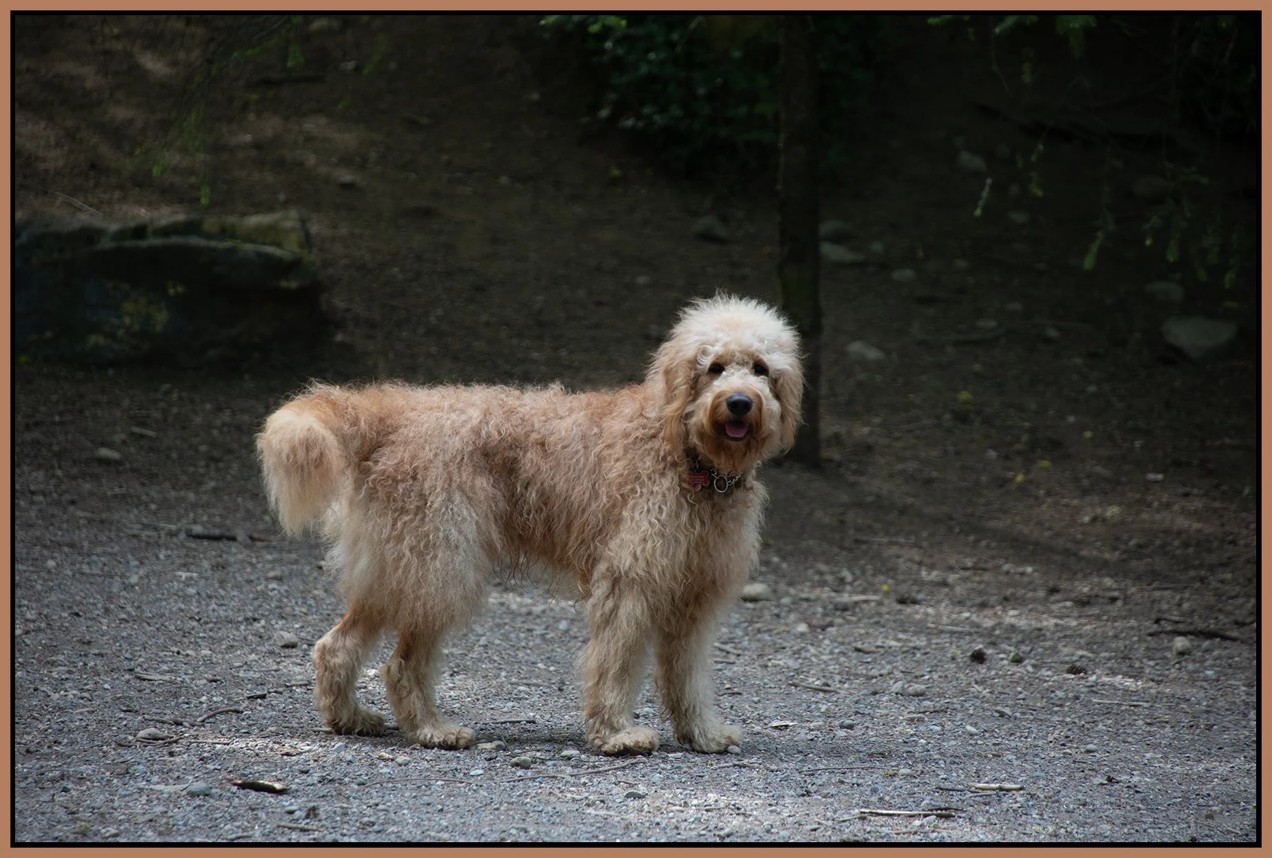 Teddy Queen's Dog Park_May 18_2023_4H7288_4x6s.jpg