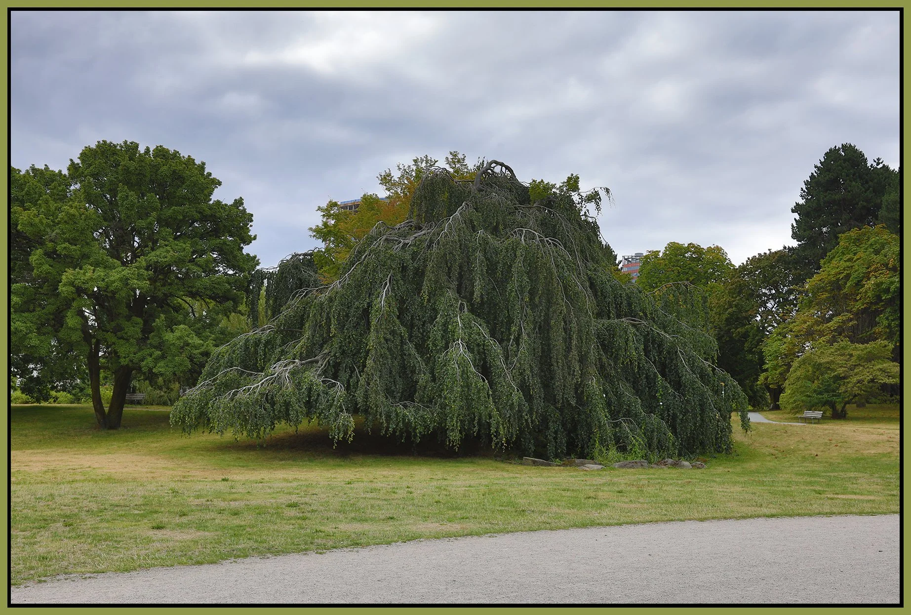 Vanier Park Tree Marina Kitsilano_Aug 17_2025_HDR_4K1404_4x6s.jpg
