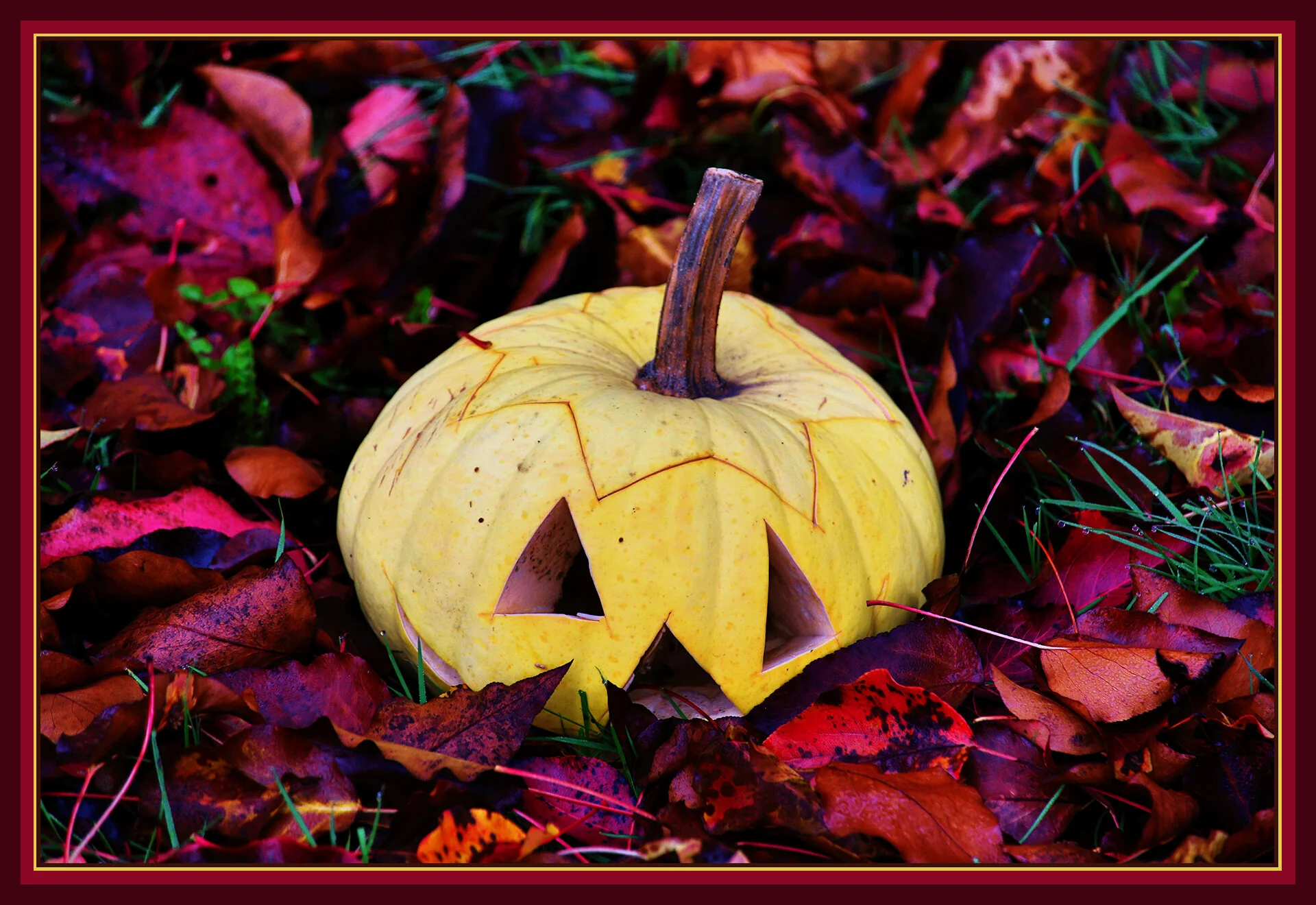 Pumpkin_Nov 11_2019_HDR_A9763_peGlossyCov_4x6s.jpg