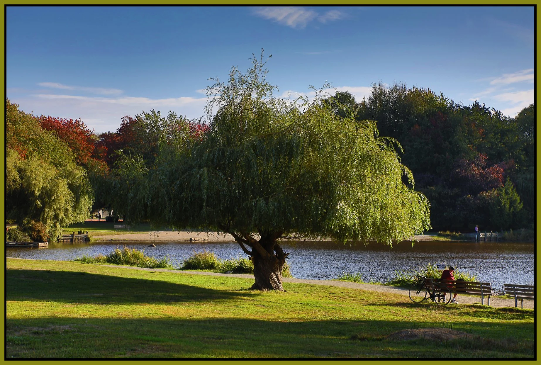 Trout Lake Tree_Sep17_2023_HDR_4H8500_4x6s.jpg