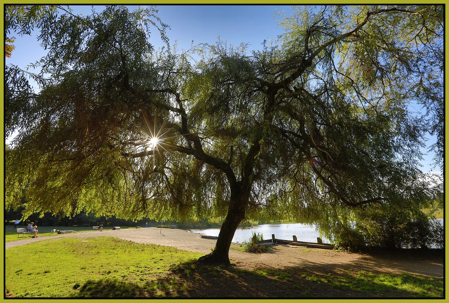 Trout Lake Tree_Sep 17_2023_HDR_5C6274_4x6s.jpg