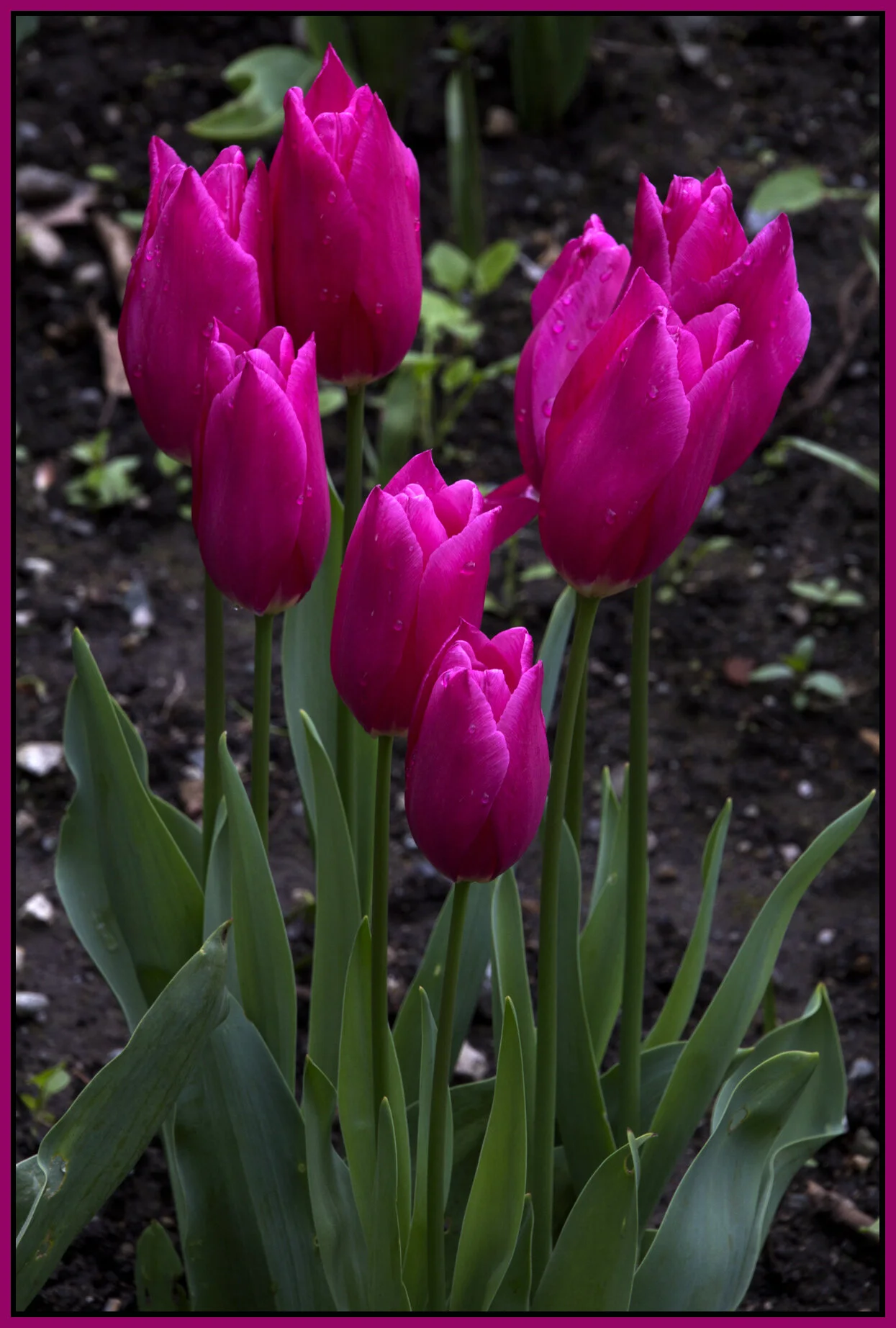 Tulips_May 2_2012_3182_4x6s.jpg