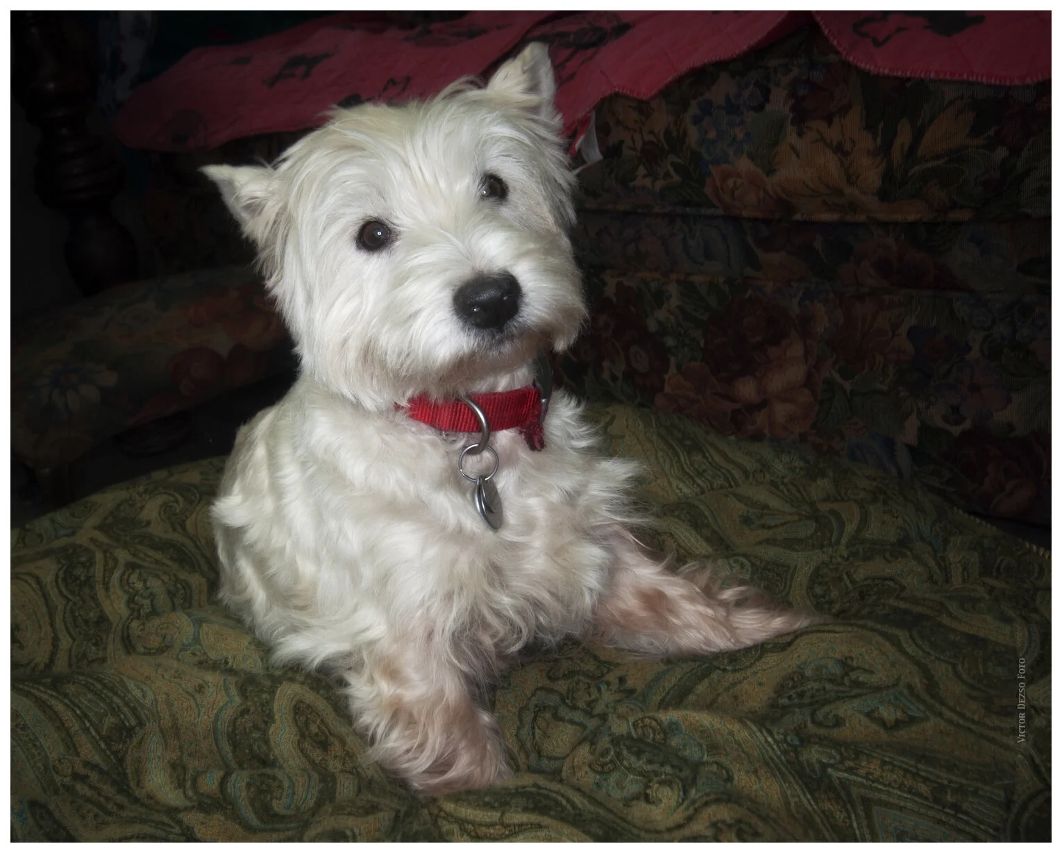 Scotch_Jan 20_2011_5225vel_4x5s.jpg