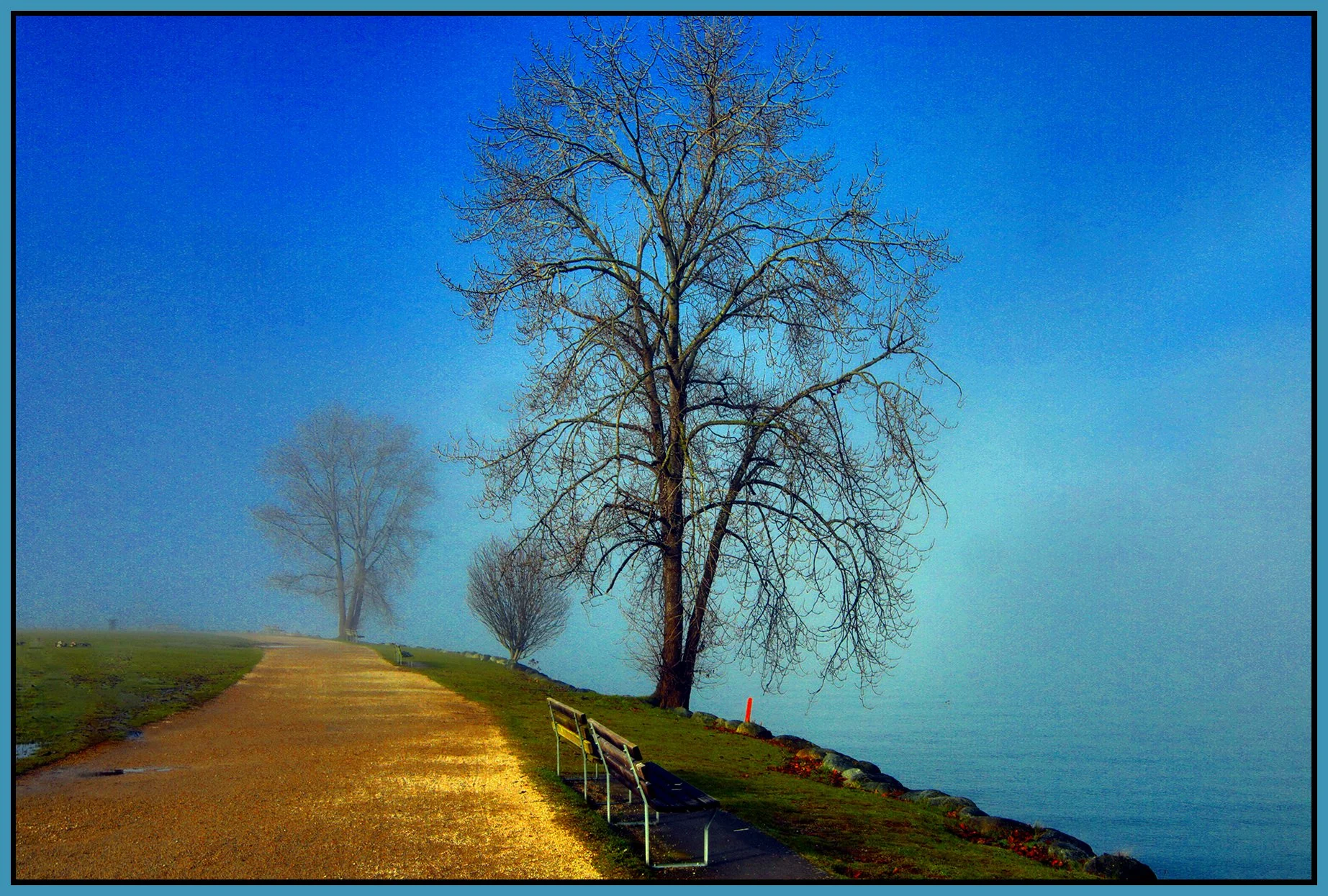 Vanier Park Trees in Fog_Jan 21_2026_HDR_5F5647_peGirls_4x6s.jpg