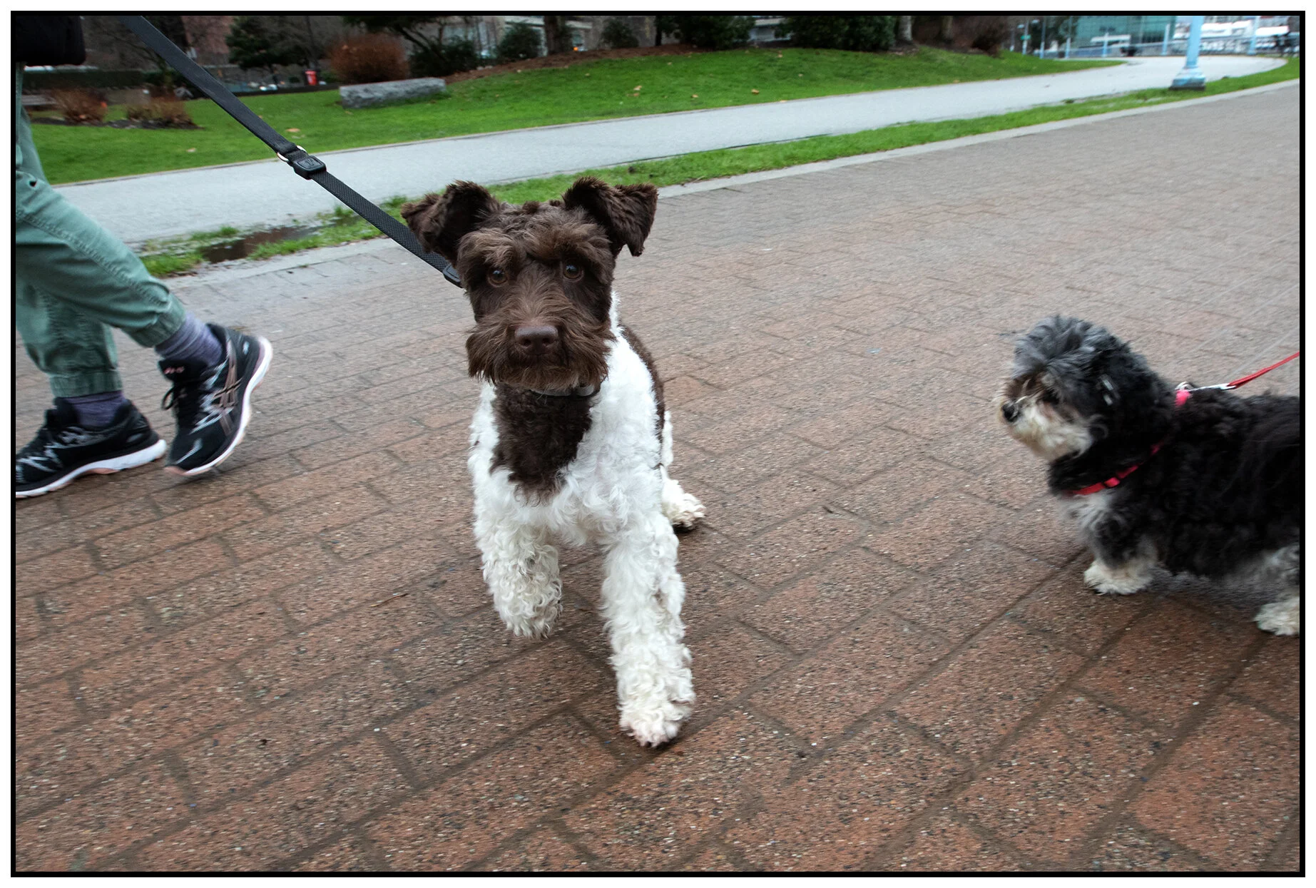 Charlie & Friend_Jan 21_2020_F3680_4x6s.jpg