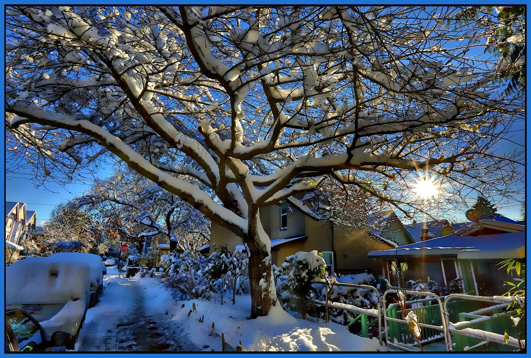 788 E Pender St Tree in Snow_Dec 21_2022_HDR_5D0707_peHdr2013_1_4x6s.jpg
