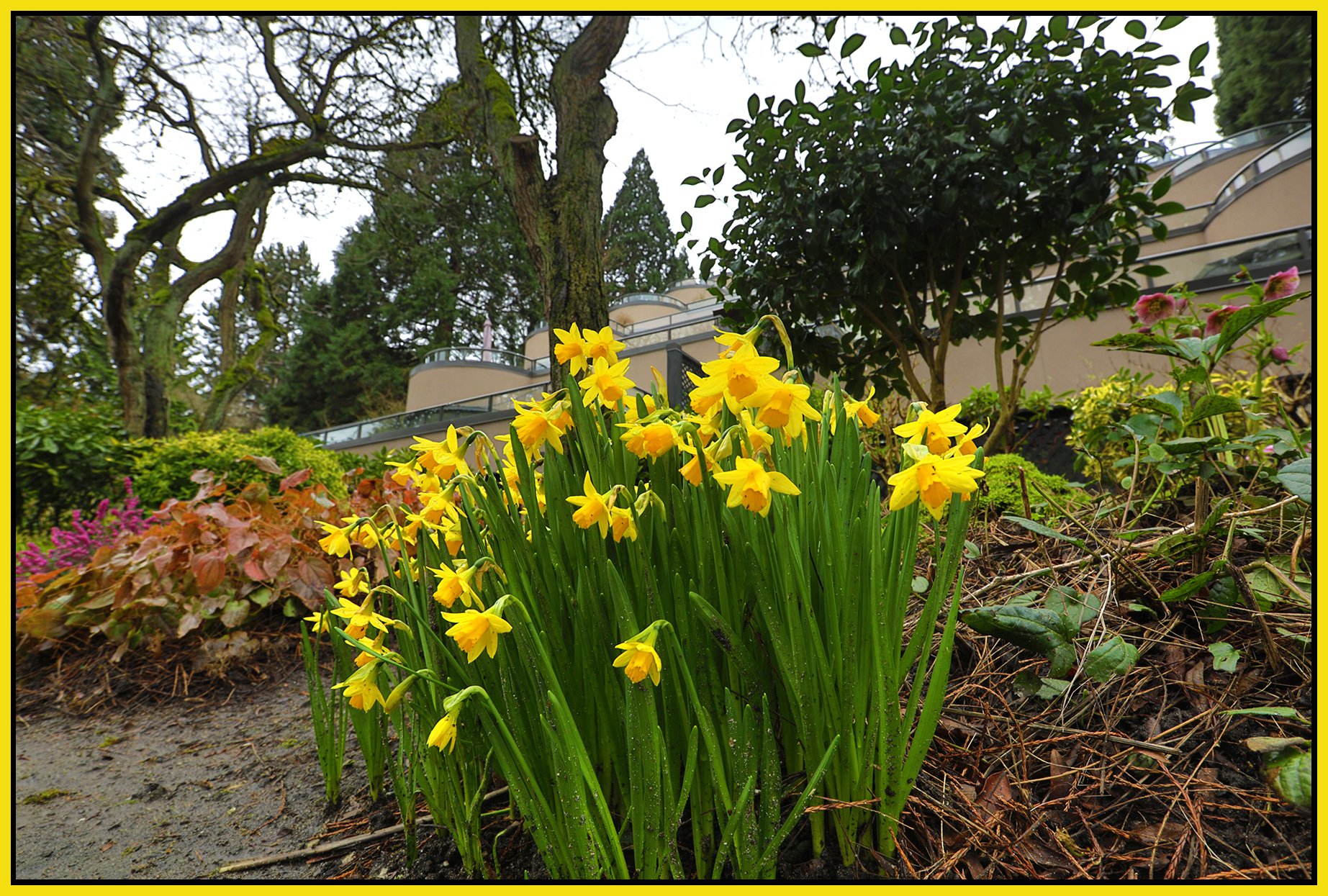 1425 Island Park Walk Flowers_Mar 4_2026_HDR_4K9403_4x6s.jpg