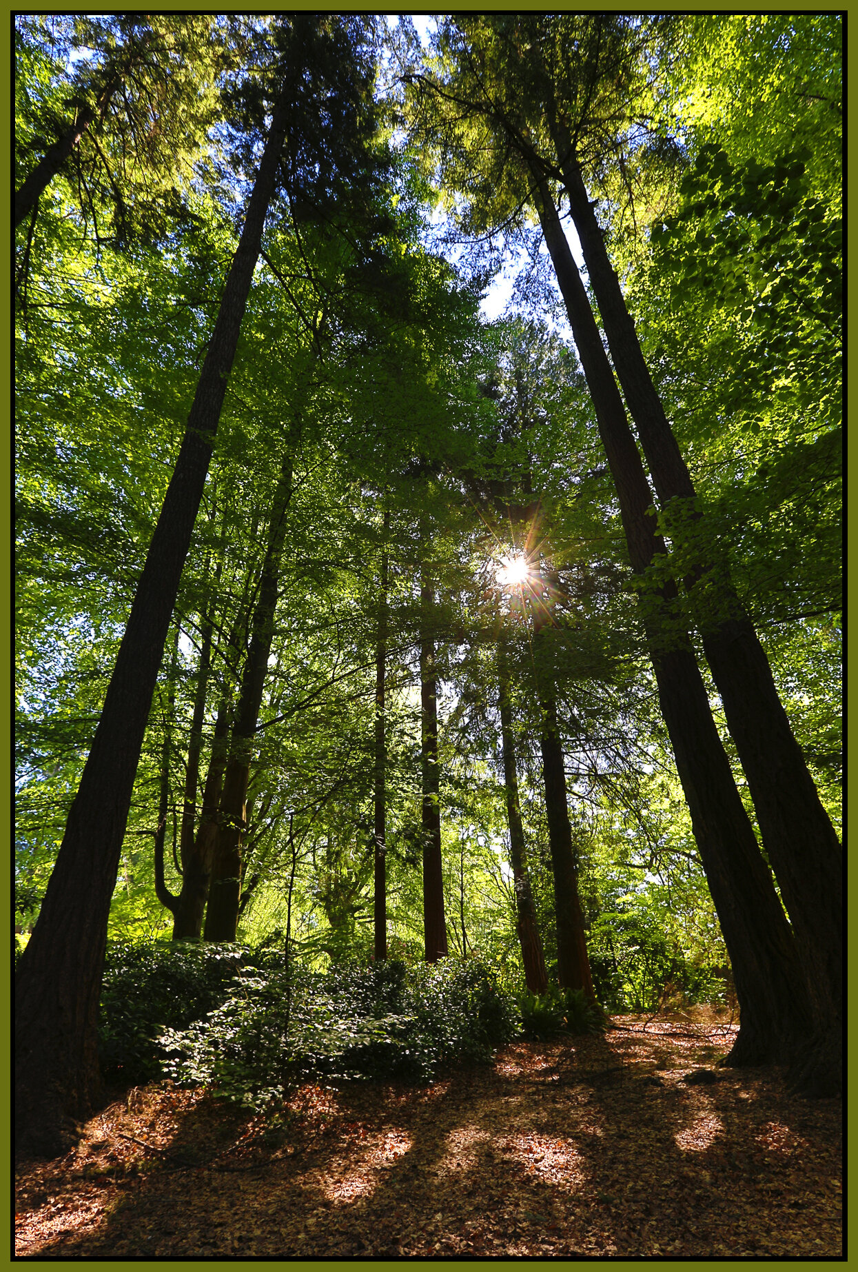 Stanley Pk Trees_May 2_2016_HDR_K0140_4x6s.jpg