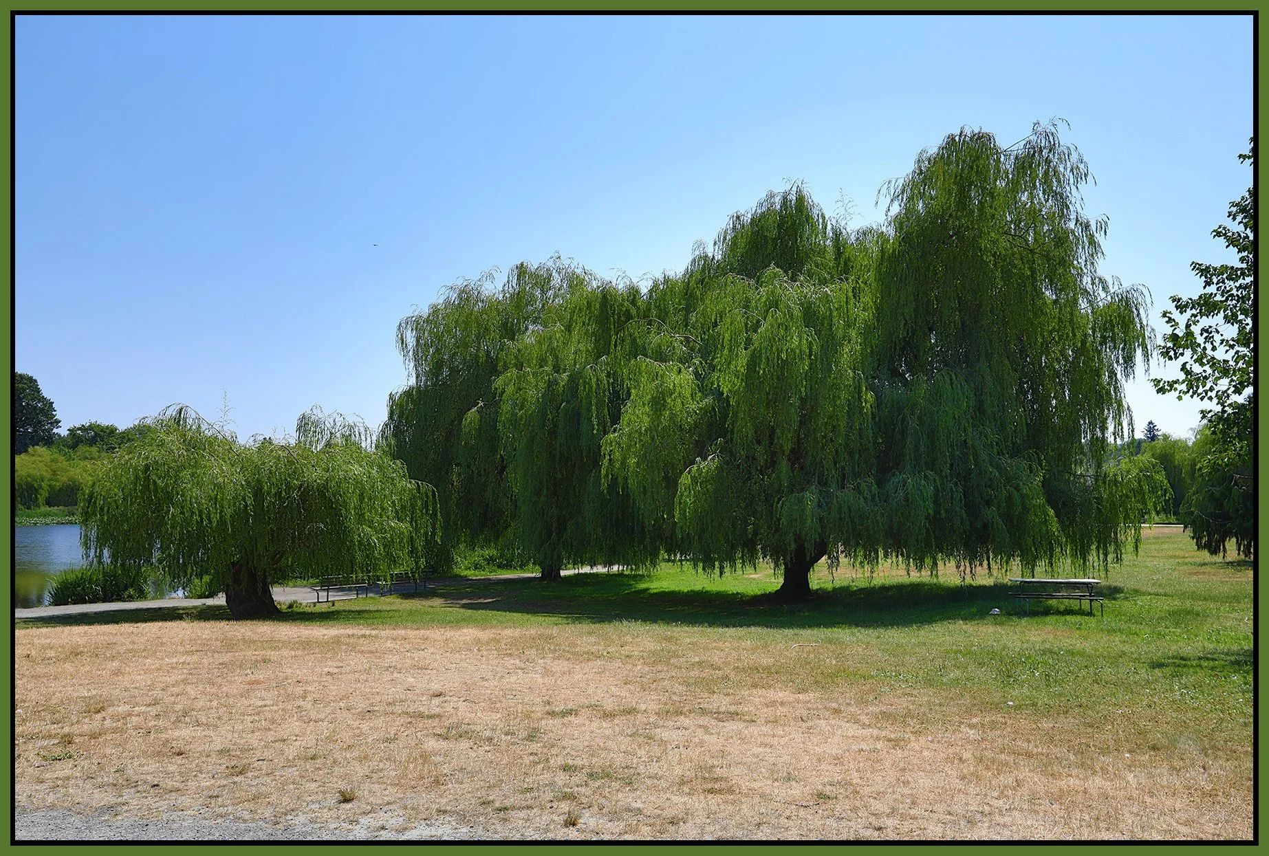 Trout Lake Willow Trees_Jul 9_2021_HDR_5A2554_4x6s.jpg