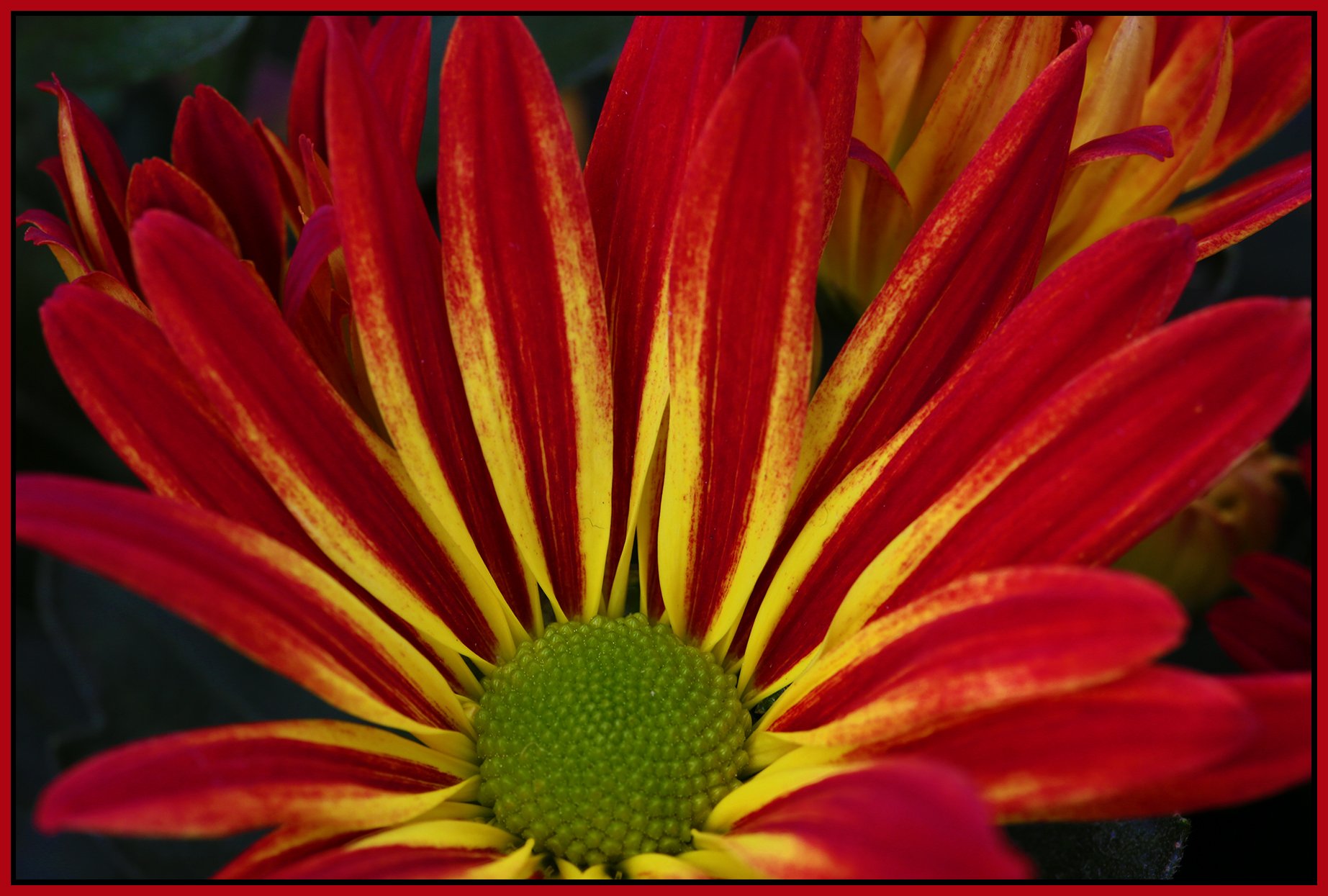 Flowers_Sep 26_2012_HDR_C4740_4x6s.jpg