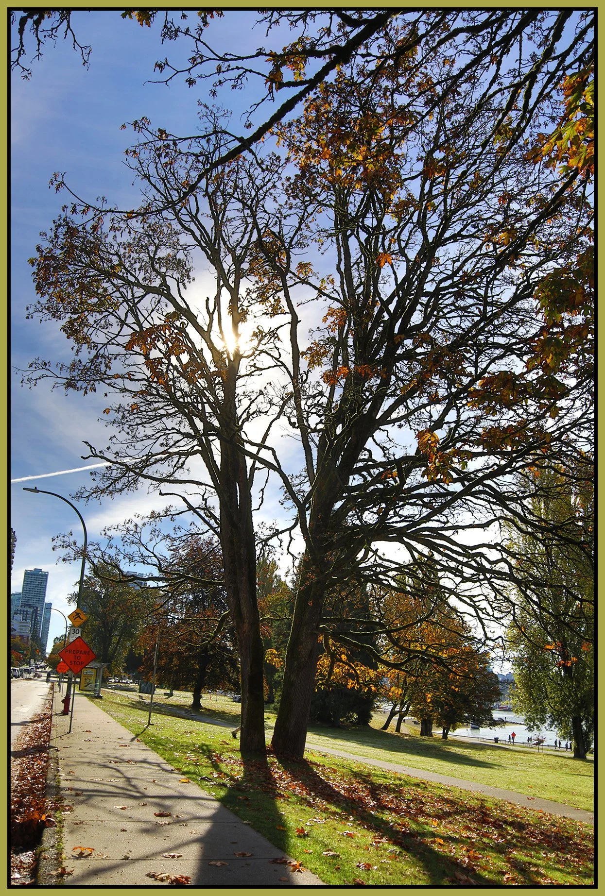 Beach Ave Trees LkgE_Oct 15_2026_HDR_4L4977_4x6s.jpg