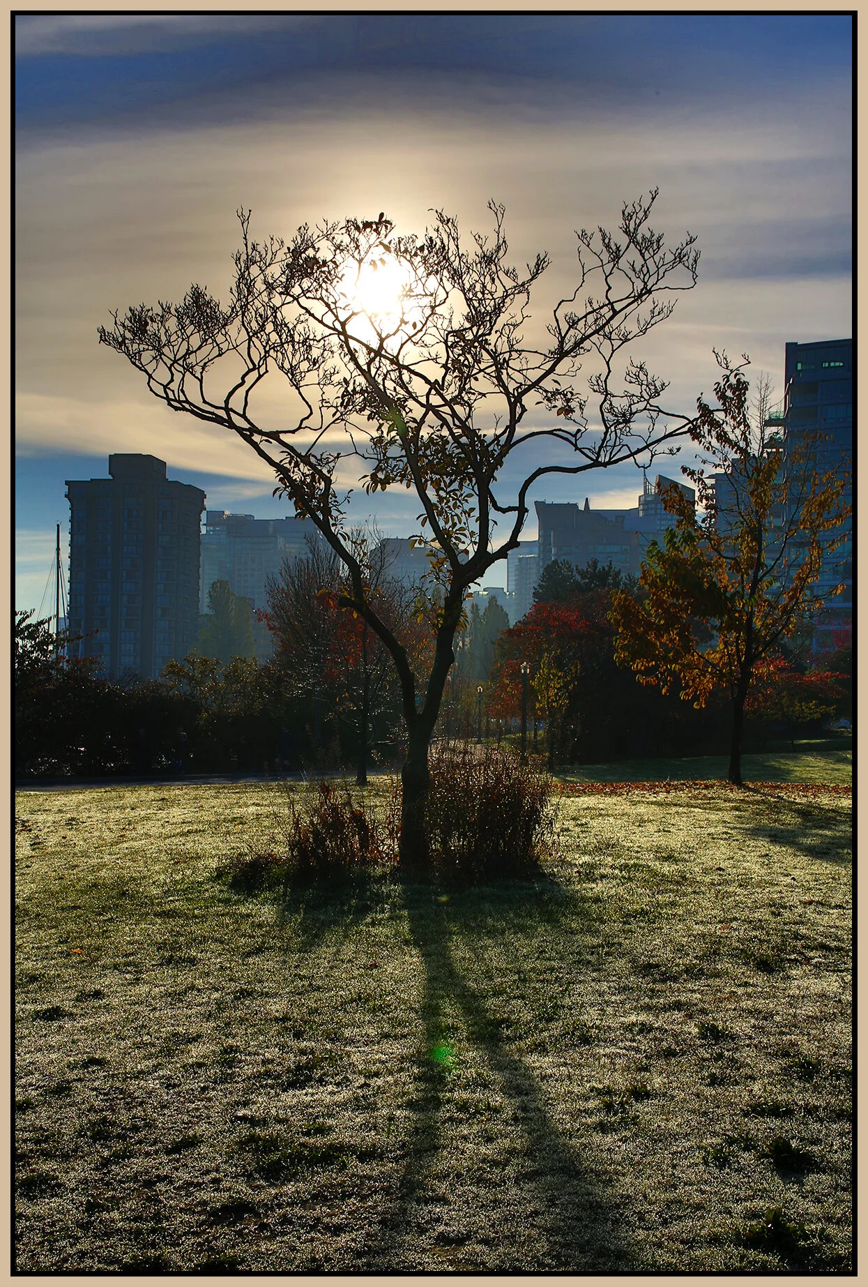 Stanley Pk Trees Lkg SE_Oct 21_2018_HDR_A9854_4x6s.jpg