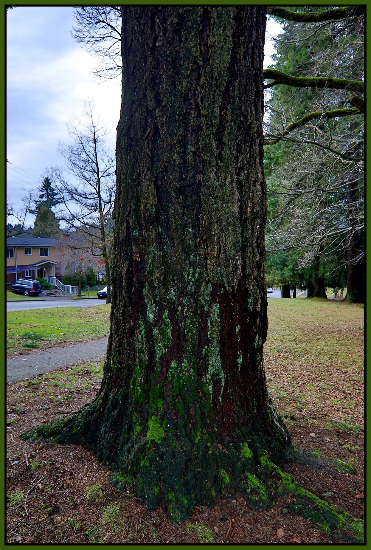 Clark Park Tree_Jan 14_2022_HDR_5A7044_4x6s.jpg