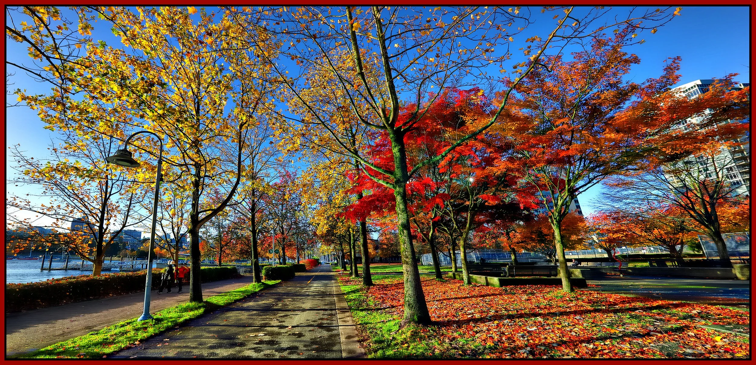 Concord Pacific Trees_Nov 7_2023_HDR_Pan_5C9320_peHdr2013_1_4x8s.jpg