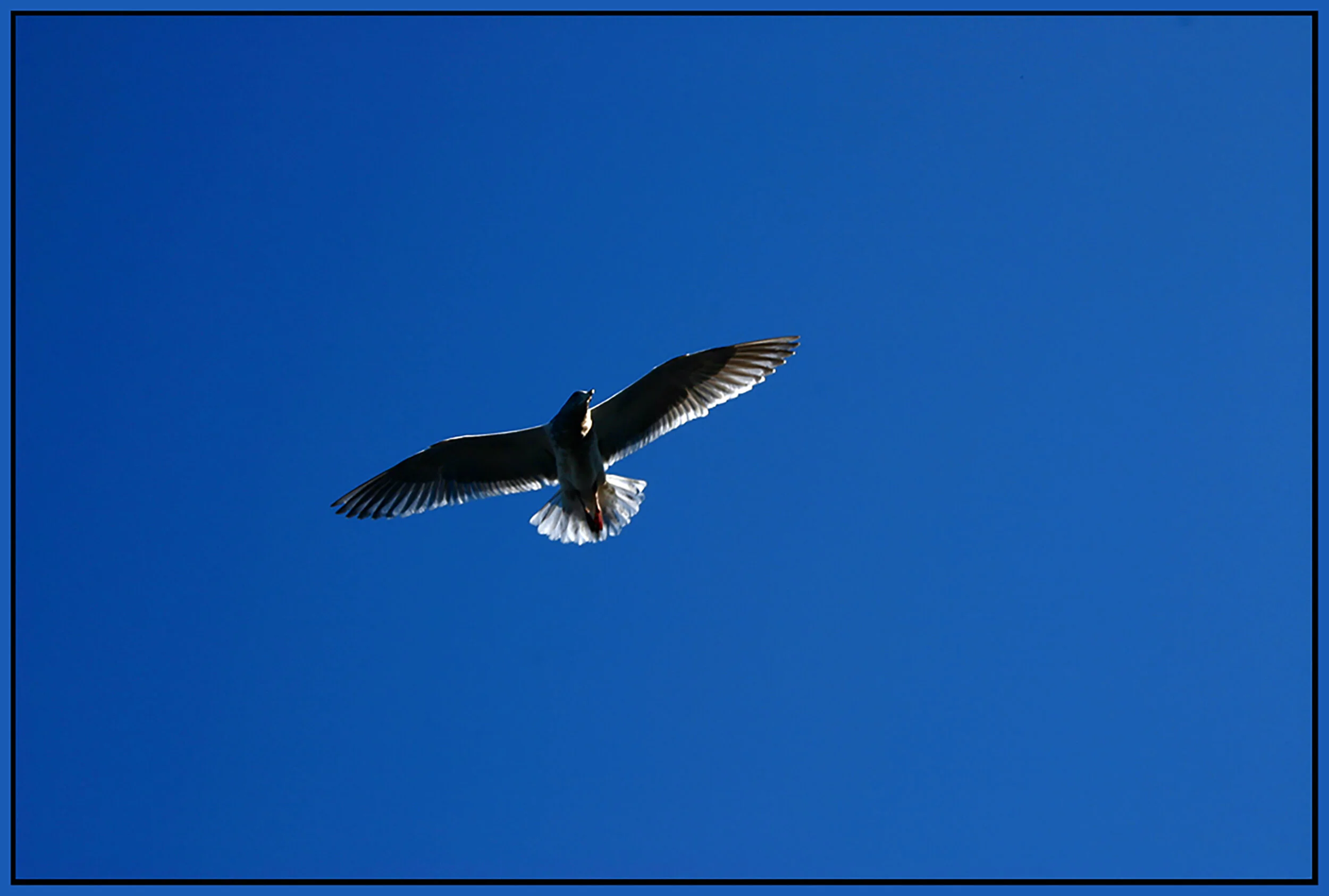 Seagull_4776_peDrkn&ImpC_4x6s1.jpg