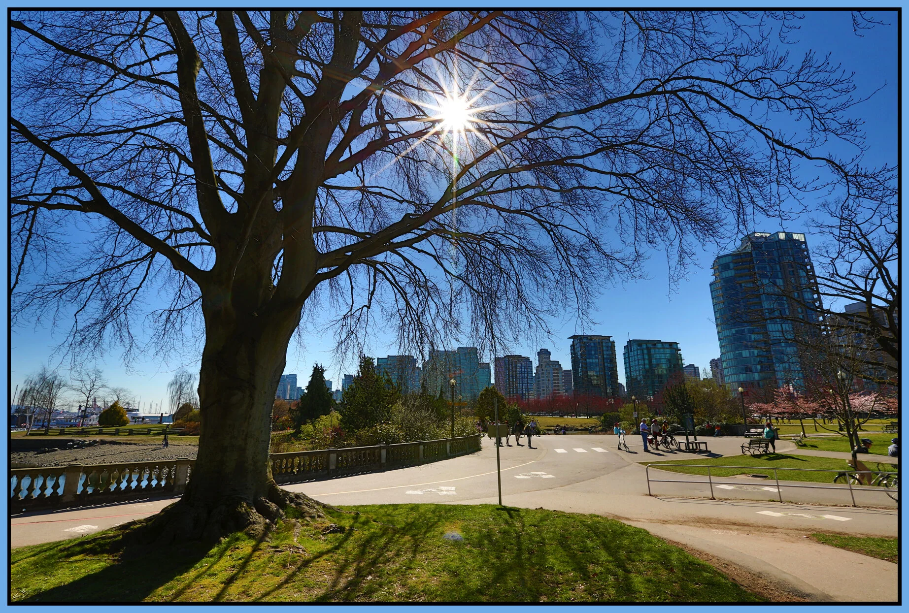 Stanley Pk Tree_Mar 31_2013_HDR_A2709_4x6s.jpg