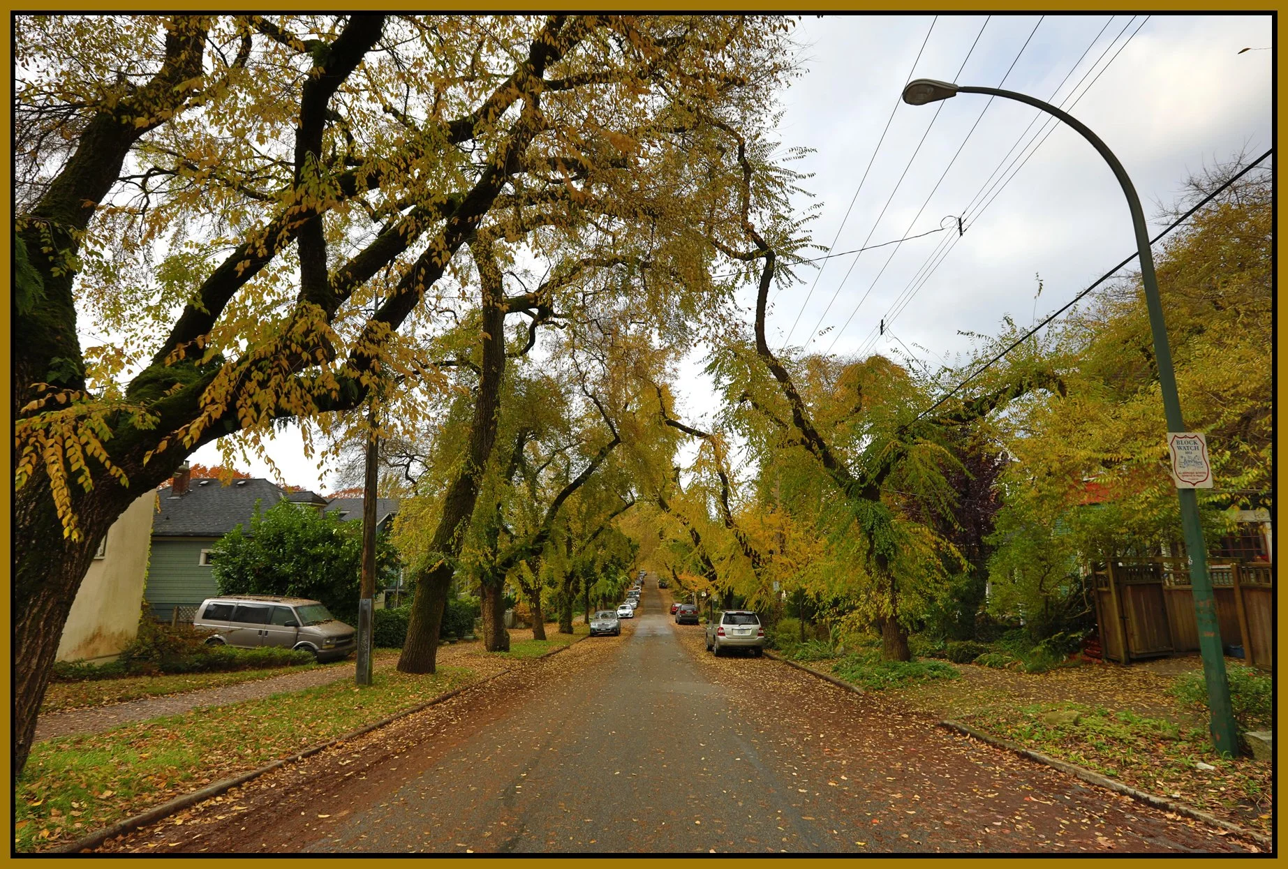 E 6th Trees_Vancouver_Oct 25_2016_HDR_A4890_4x6s.jpg