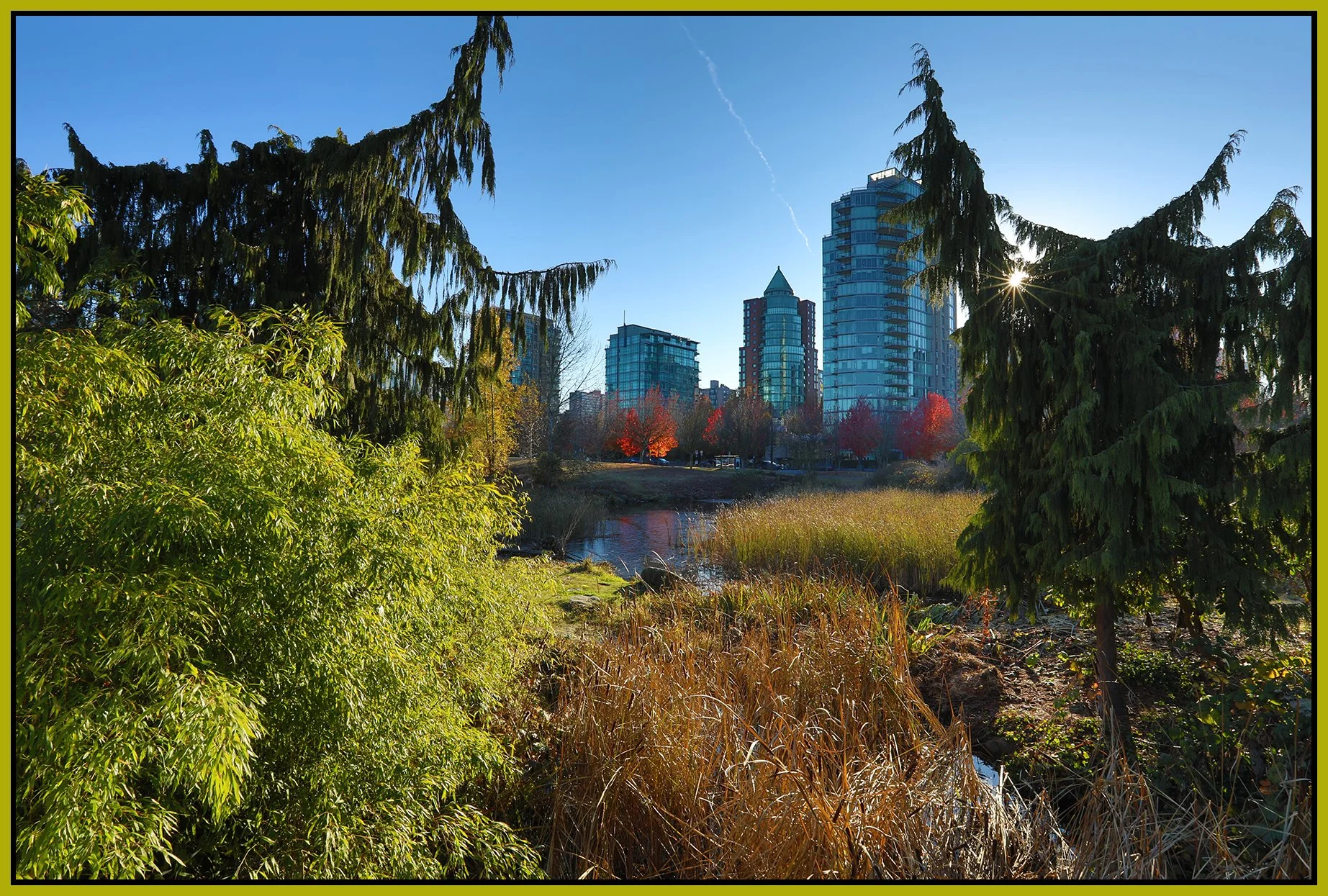 Devonian Park Bullrushes_Nov 18_2022_HDR_5C7066_4x6s.jpg