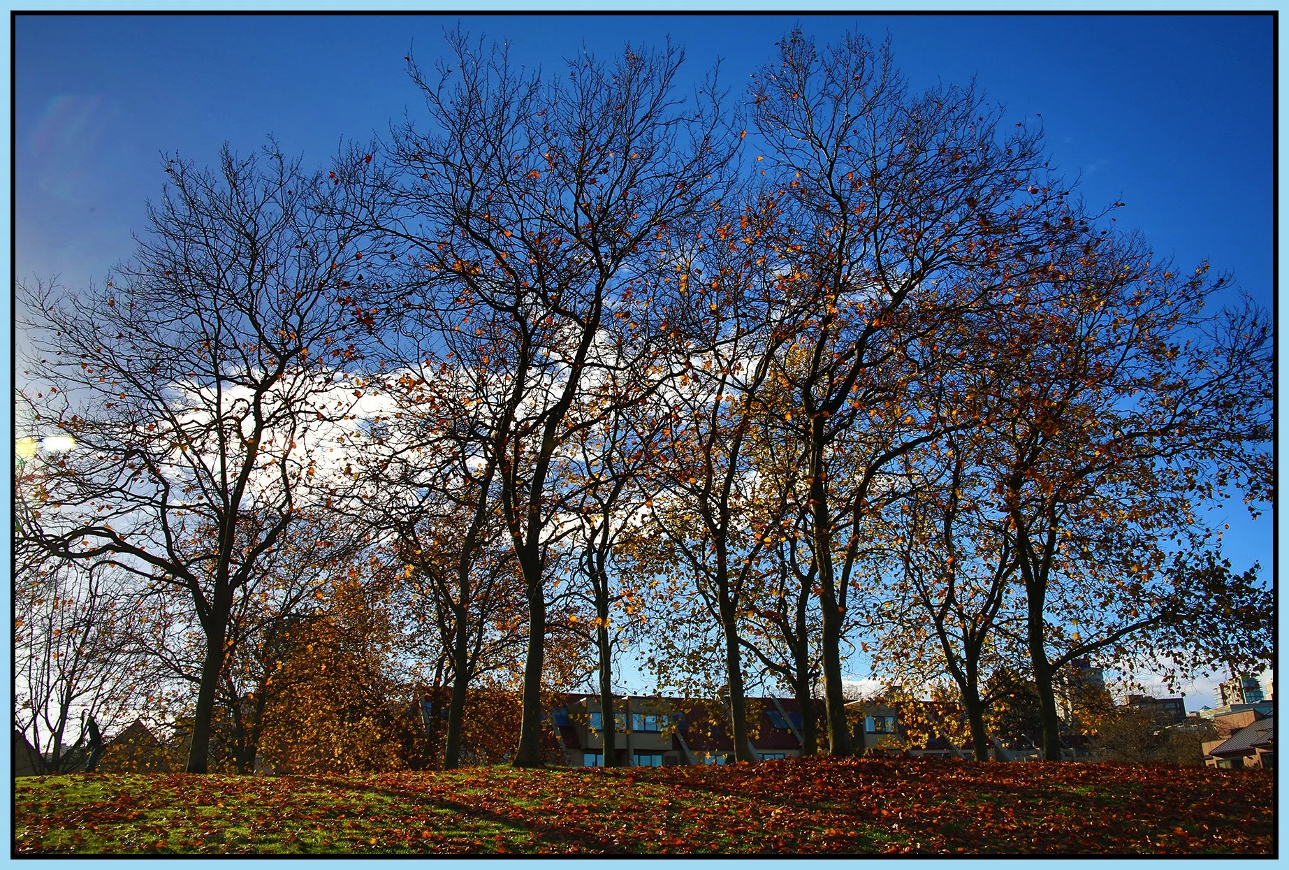 Charleson Pk Fall Trees_Nov 4_2018_HDR_A0708_4x6s.jpg