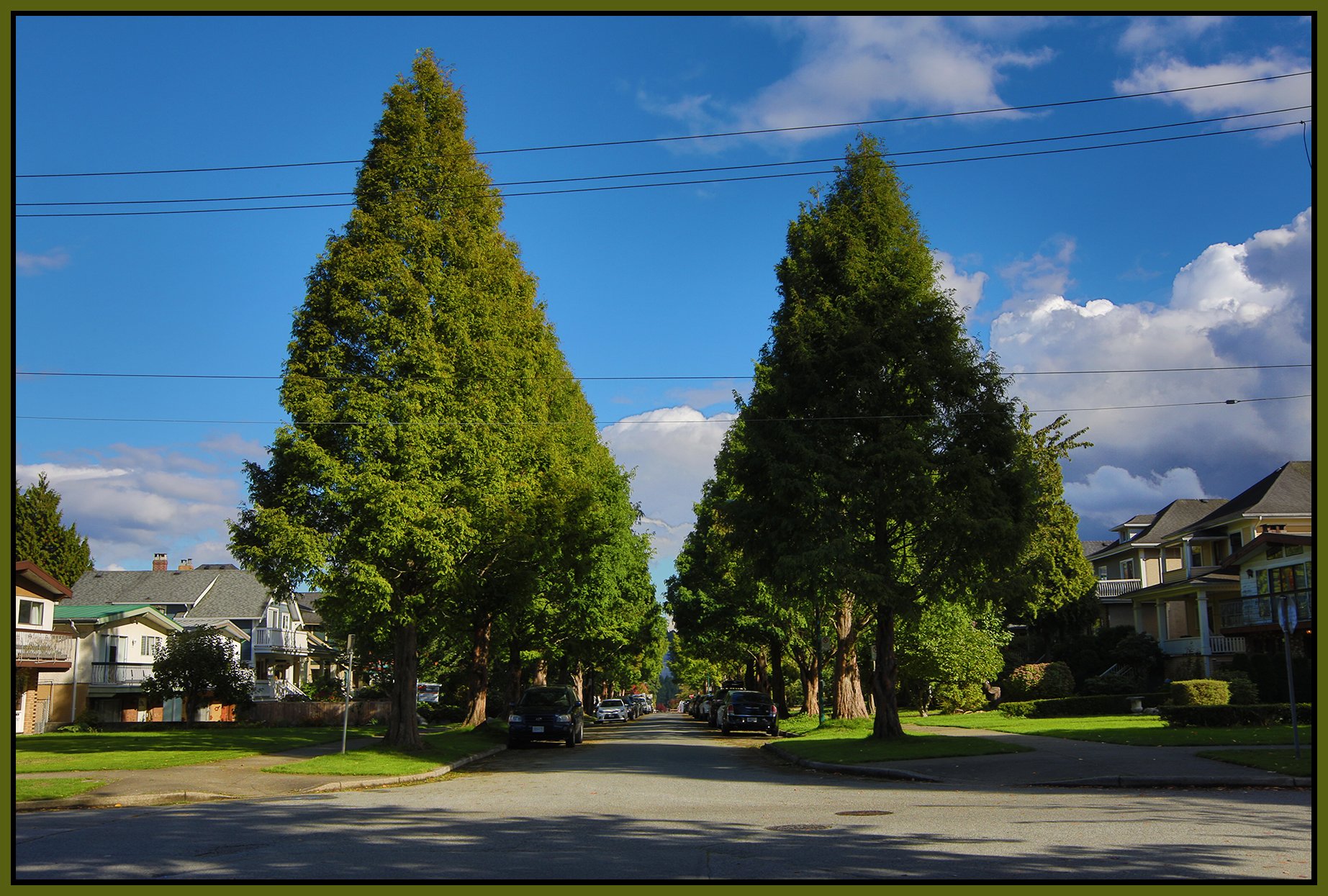 2700 Cambridge Trees_Oct 6_2021_HDR_4G3605_4x6s.jpg