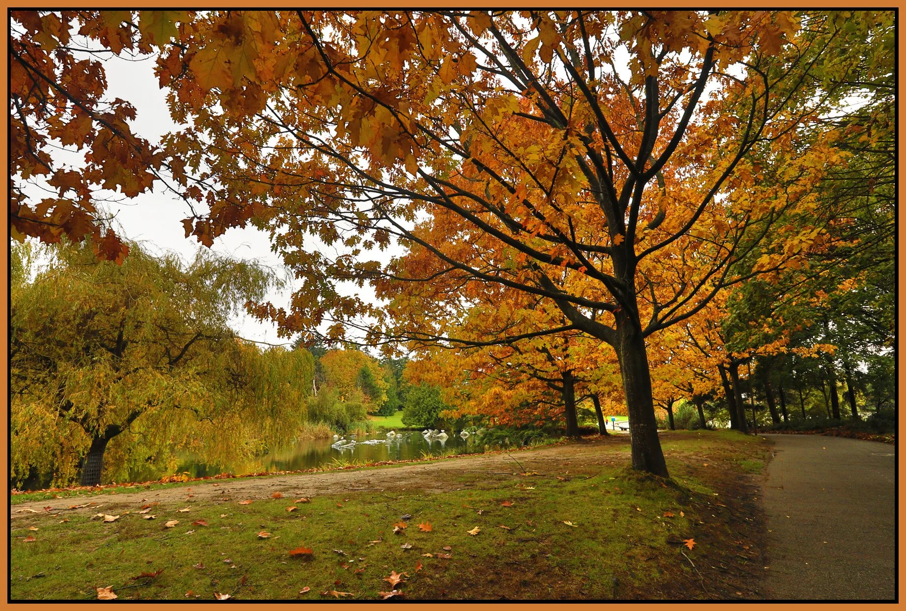 Charleson Pk Trees_Oct 20_2016_HDR_A3702_4x6s.jpg