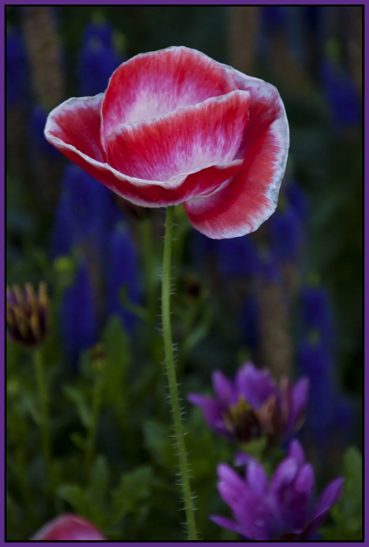 Flowers Strathcona_Jul 30_2011_3744_4x6s.jpg