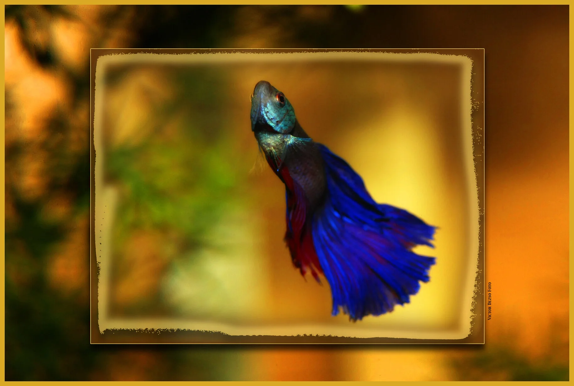 Fish 5_0468_3_4x6s.jpg