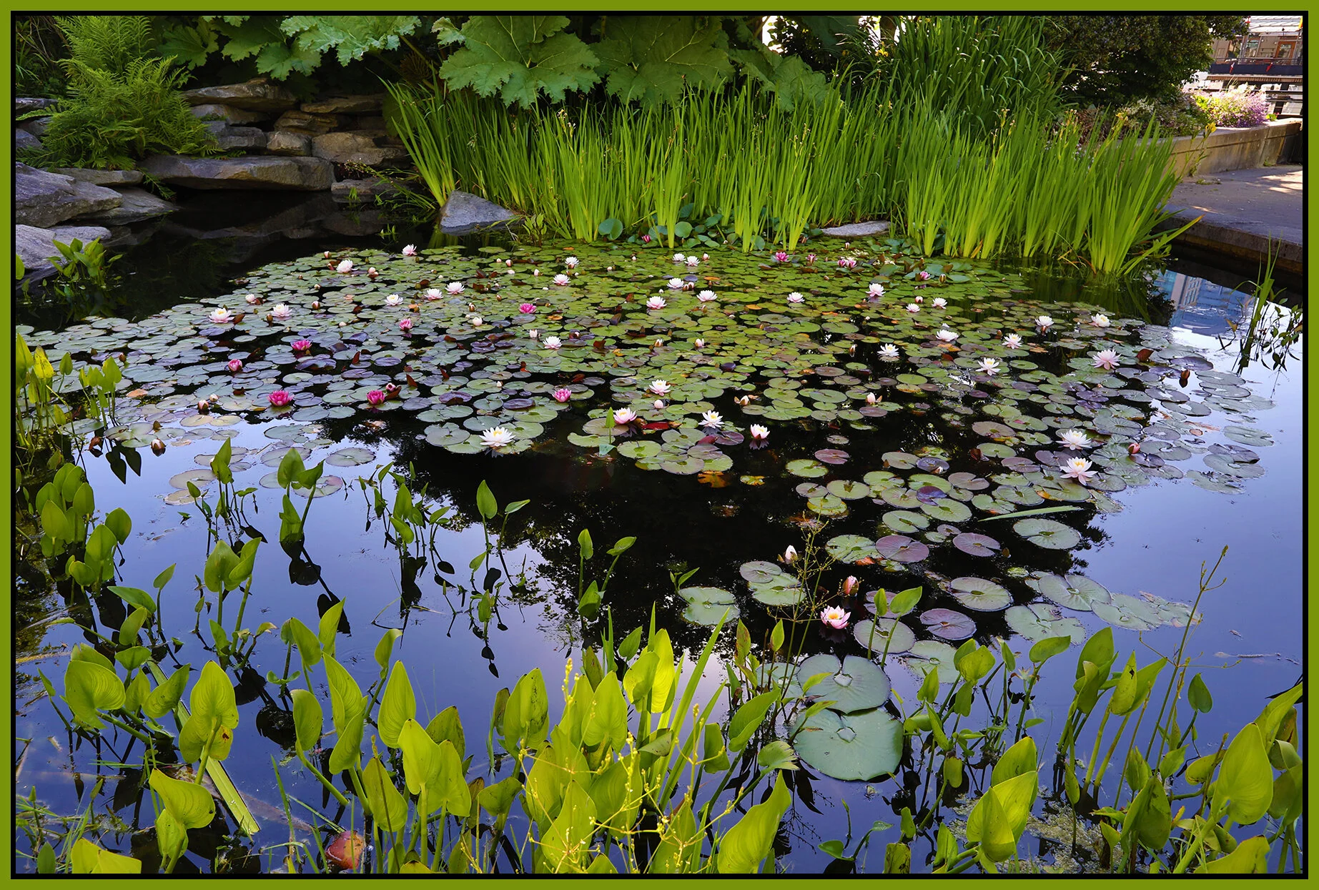 Bayshore Water Lillies_Jun 24_2021_HDR_5A0168_4x6s.jpg
