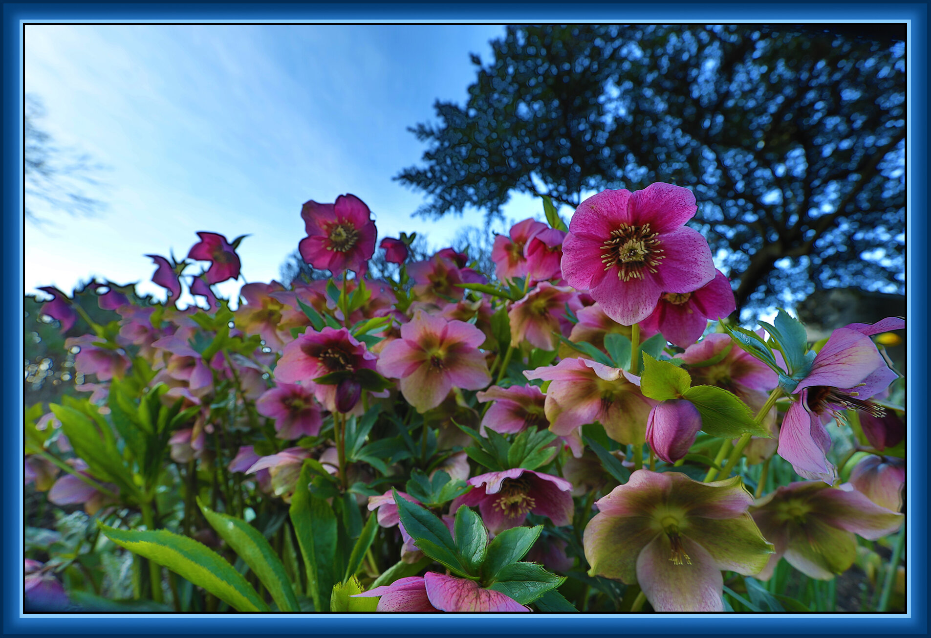 Flowers_Mar 19_2020_HDR_F2163_4x6s.jpg