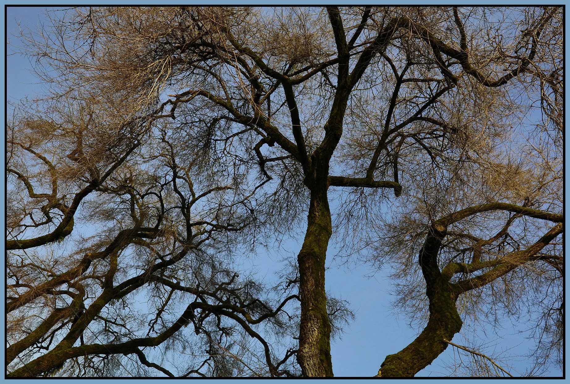 Trees on Turner_Jan 28_2019_HDR_D5661_4x6s.jpg