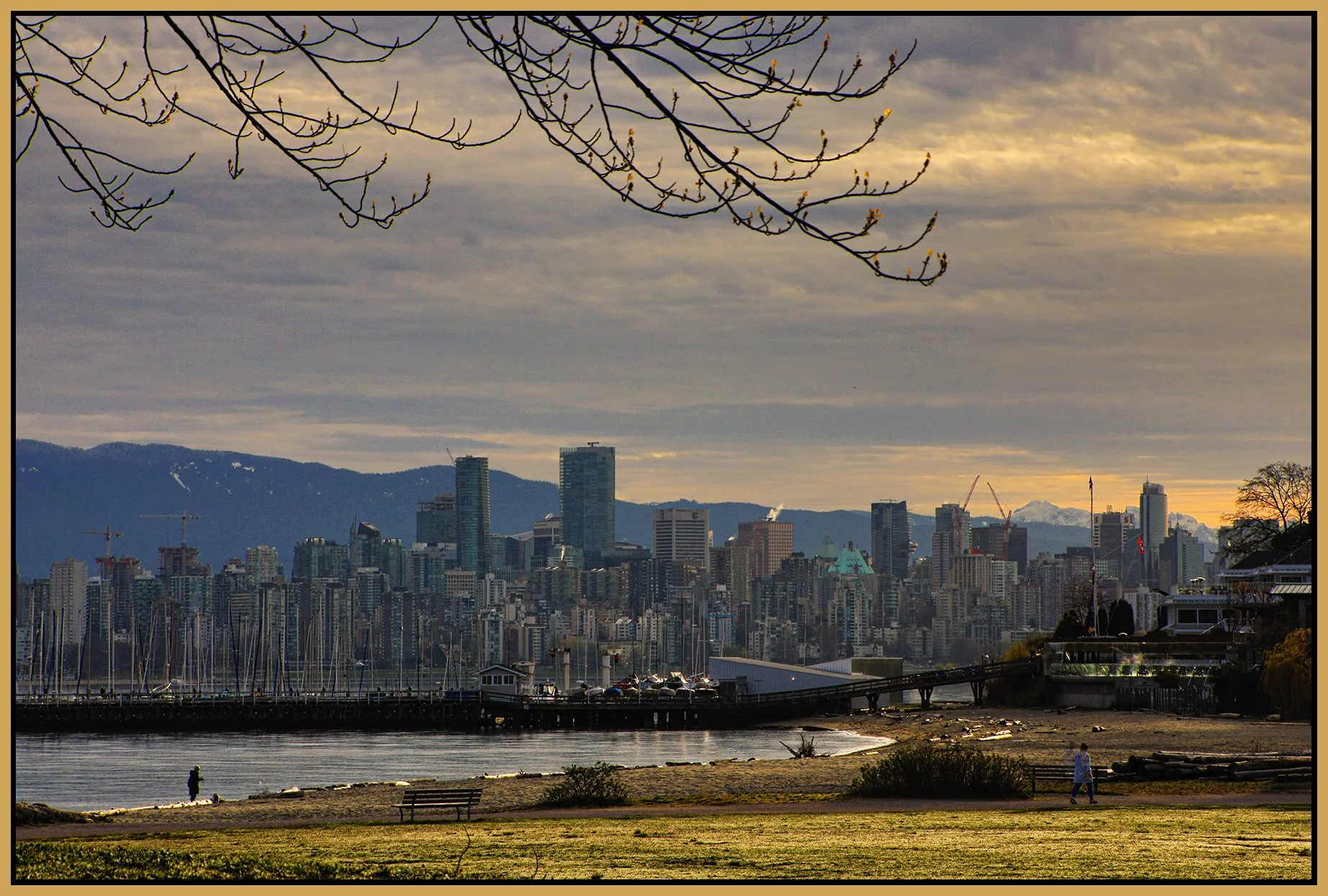 Jericho Beach Tree_Apr 7_2022_HDR_5B1732_peHyperstrip_hdr_4x6s.jpg