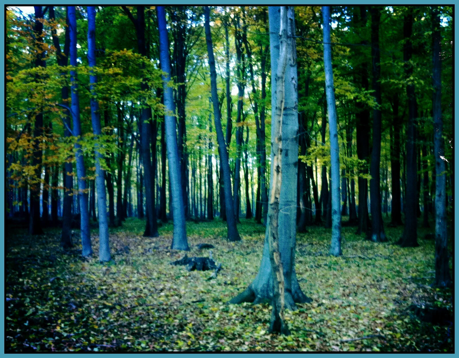 Mátra_Nov 1_2011_1283a_4x5.3s.jpg