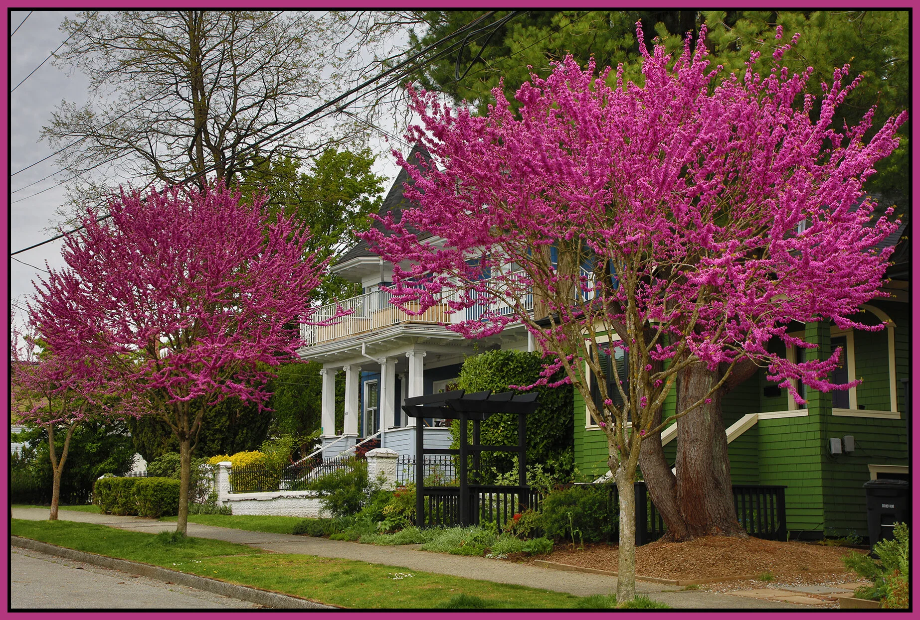1400 Lakewood Trees_Apr 29_2021_HDR_4G8068_4x6s.jpg