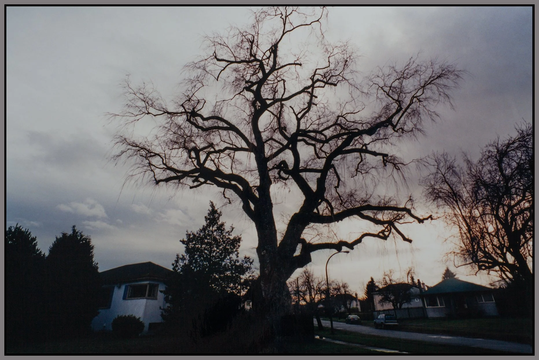 Valley Rd Tree_8984_4x6s.jpg