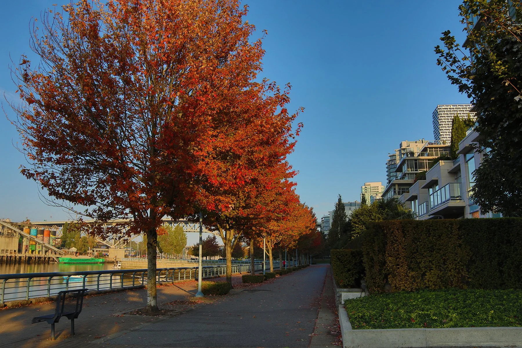Concord Pacific Fall Leaves_Oct 5_2022_HDR_4H2753_4x6.jpg