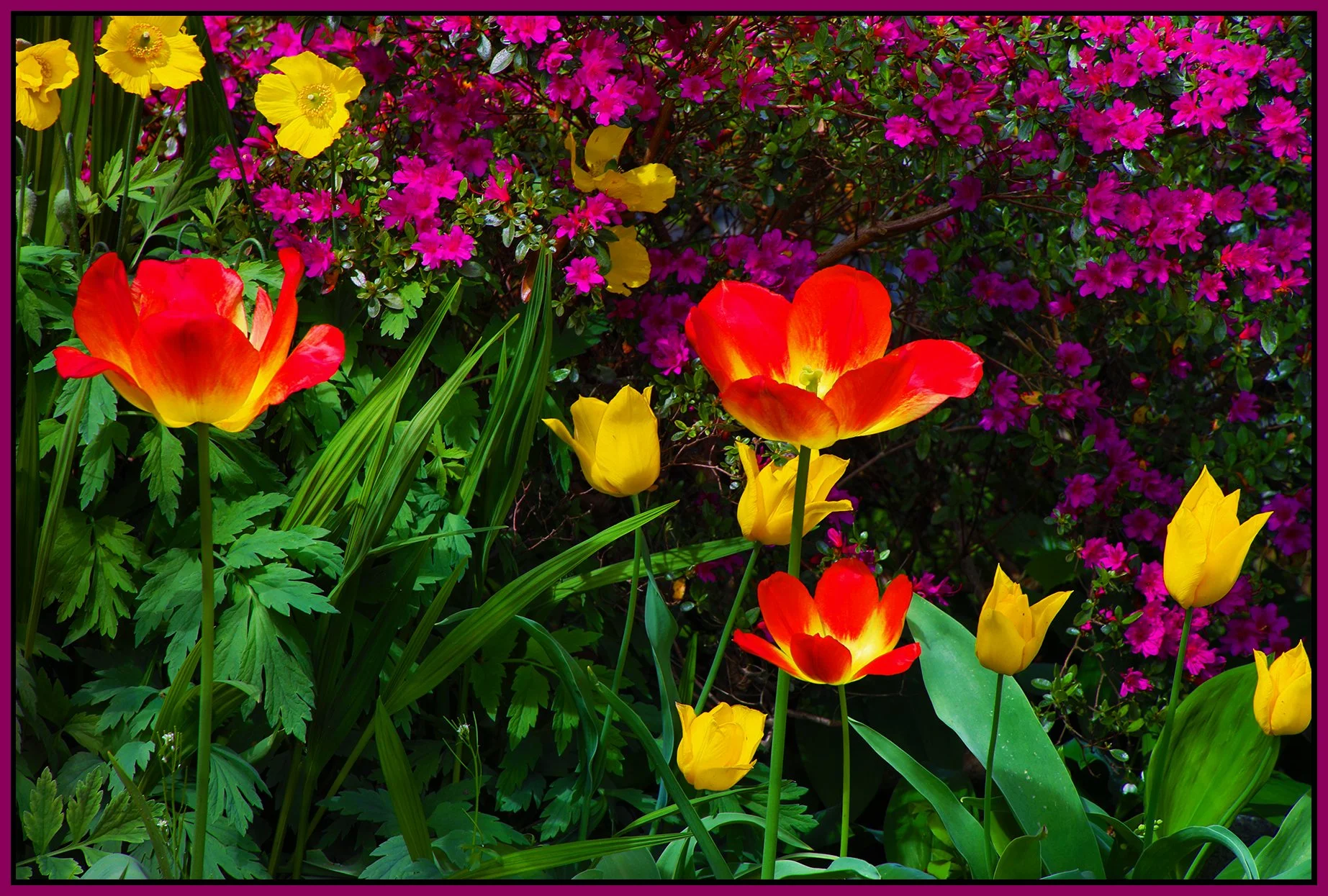 Flowers Tulips_Apr 29_2021_HDR_4G8056_peExqstTxtr_4x6s.jpg