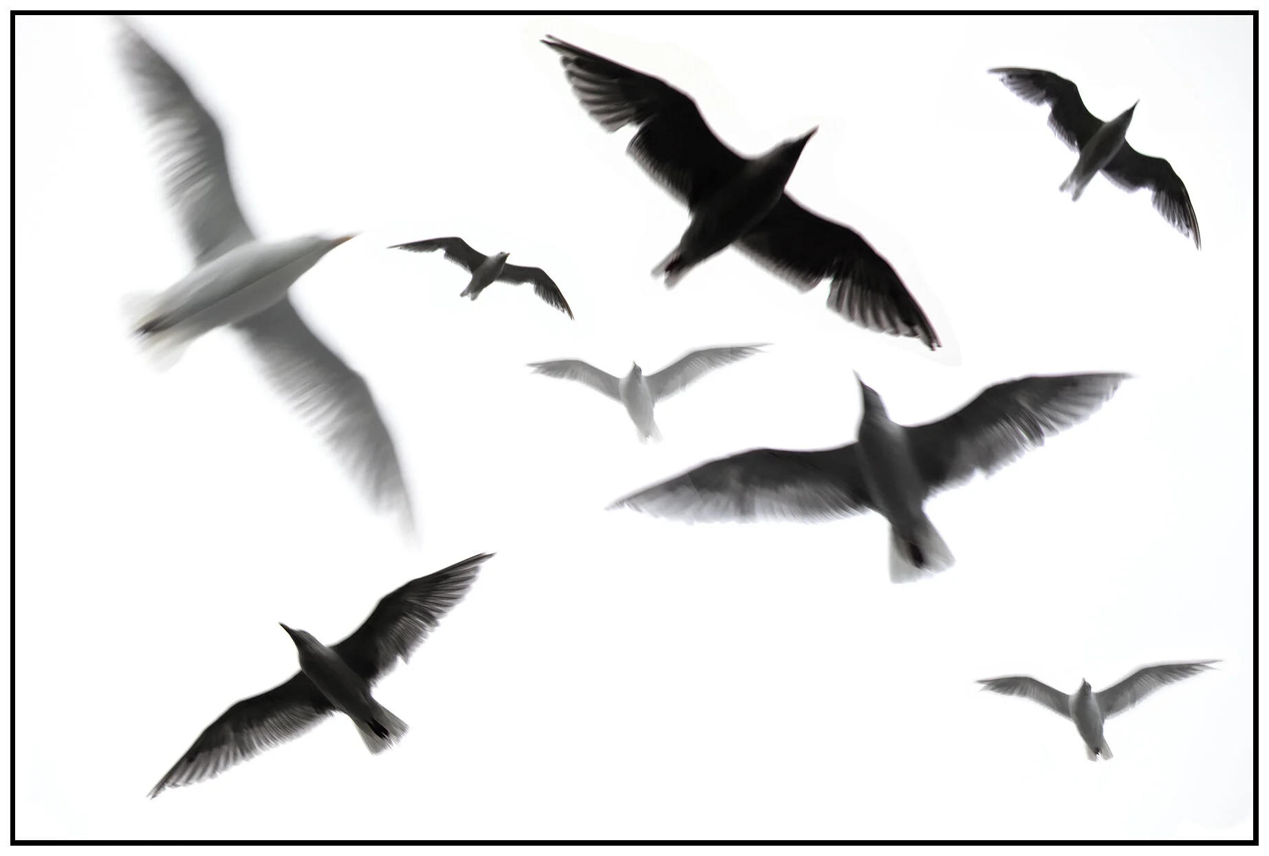 Seagulls_Aug 30_2021_CR2_5A0920&&_4x6s.jpg