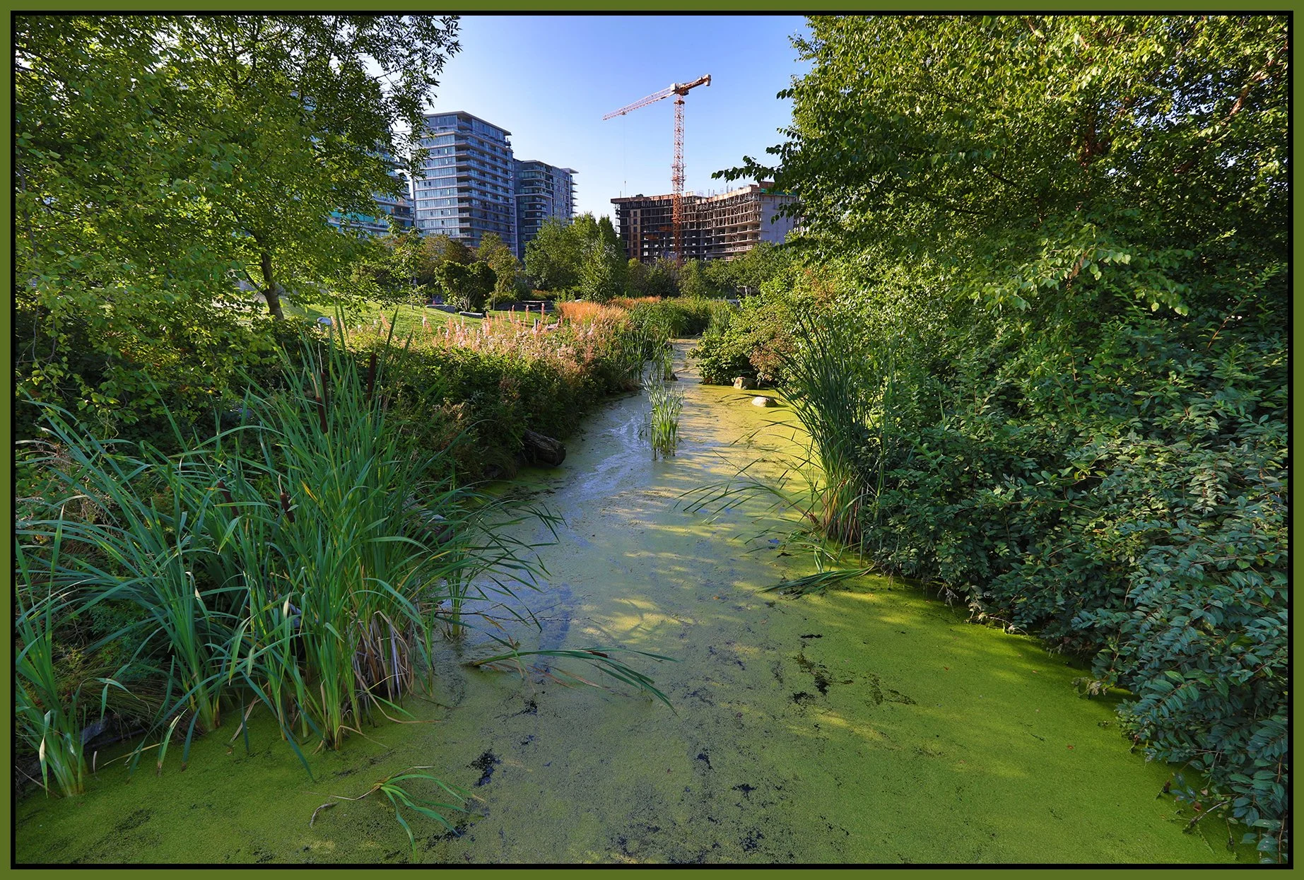False Creek Creek Algea_Aug 7_2019_HDR_E4881_4x6s.jpg
