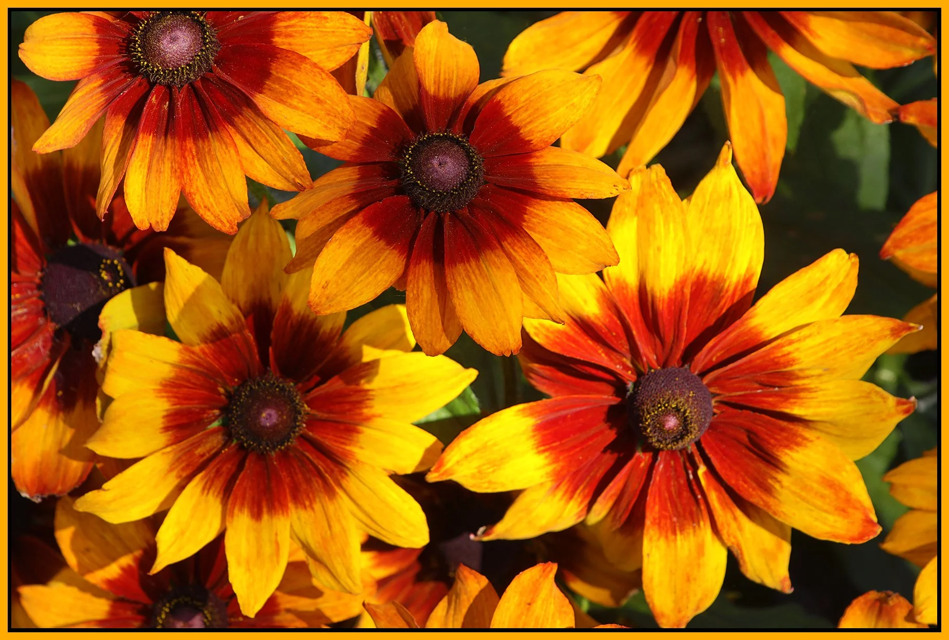 Flowers_Rudbeckia_Aug 17_2023_HDR_5C4184_4x6s.jpg