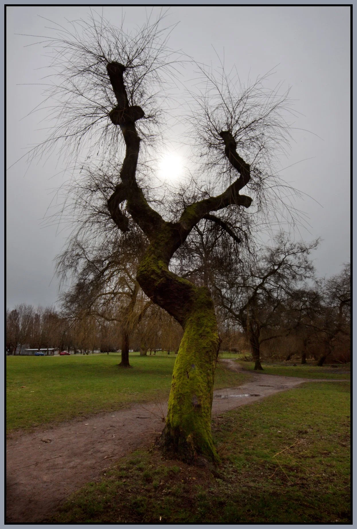 Trout Lake Tree_Mar 6_2013_9902_1_4x6s.jpg